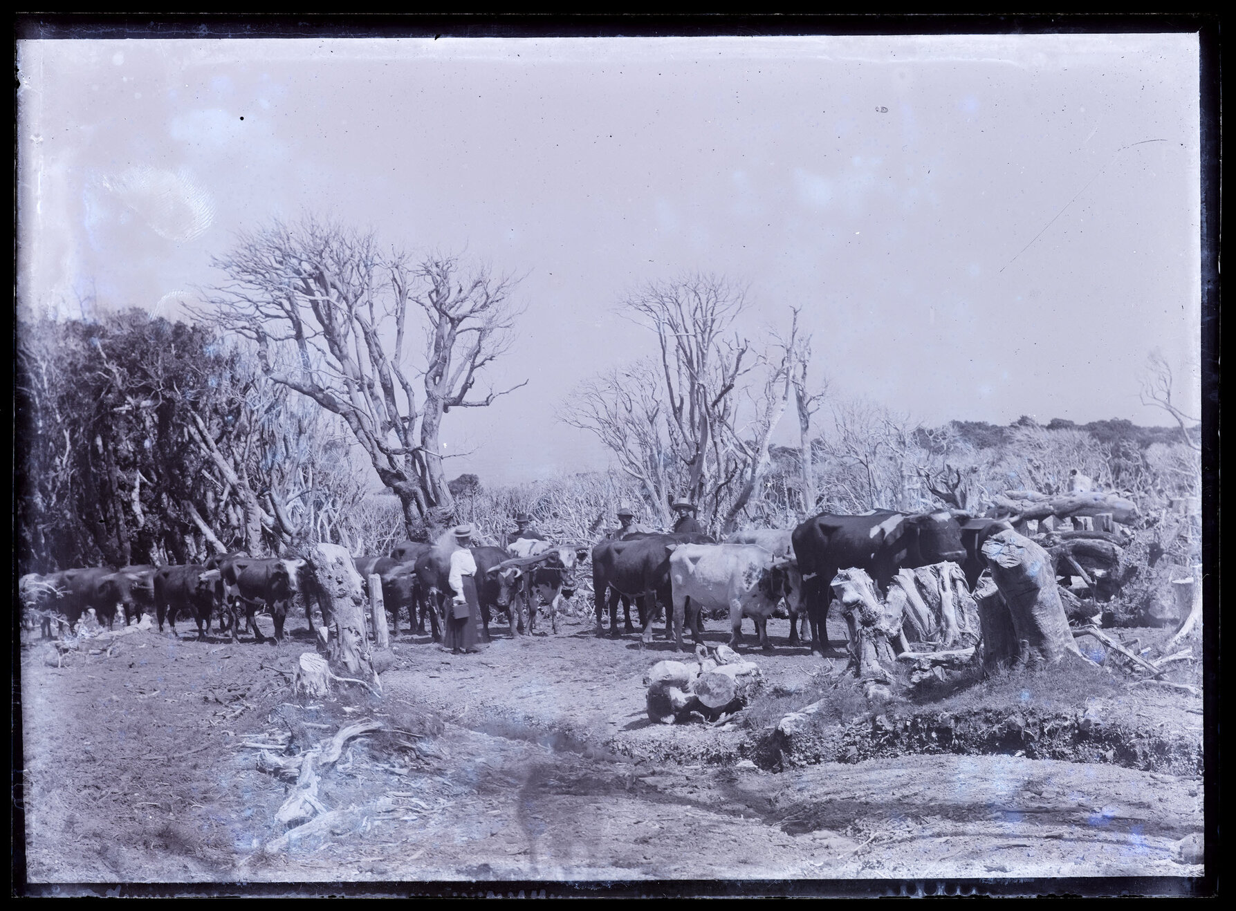Four people with a team of bullocks yoked to a chain, Westland