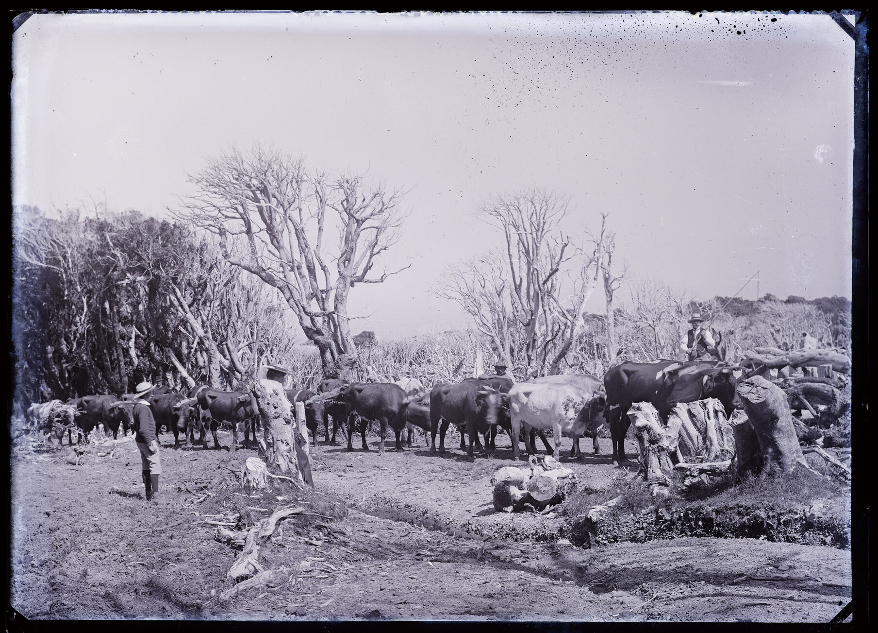 Four people with a team of bullocks yoked to a chain, Westland