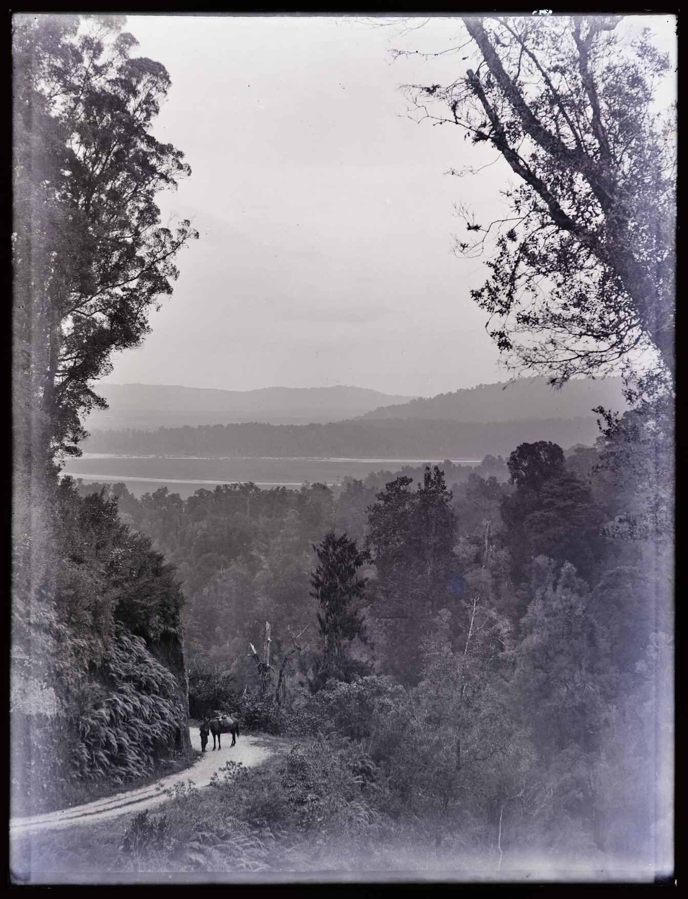 View including person with horse on road through bush, Westland