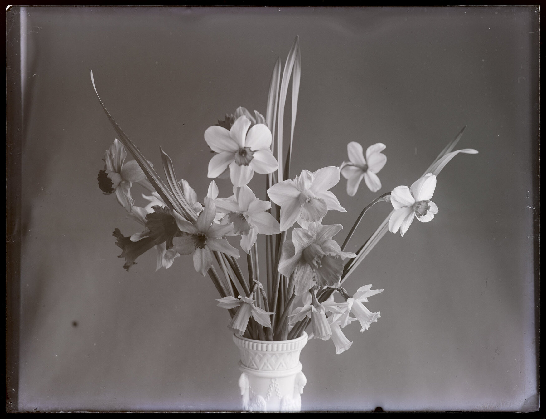 Study of daffodils in a white vase