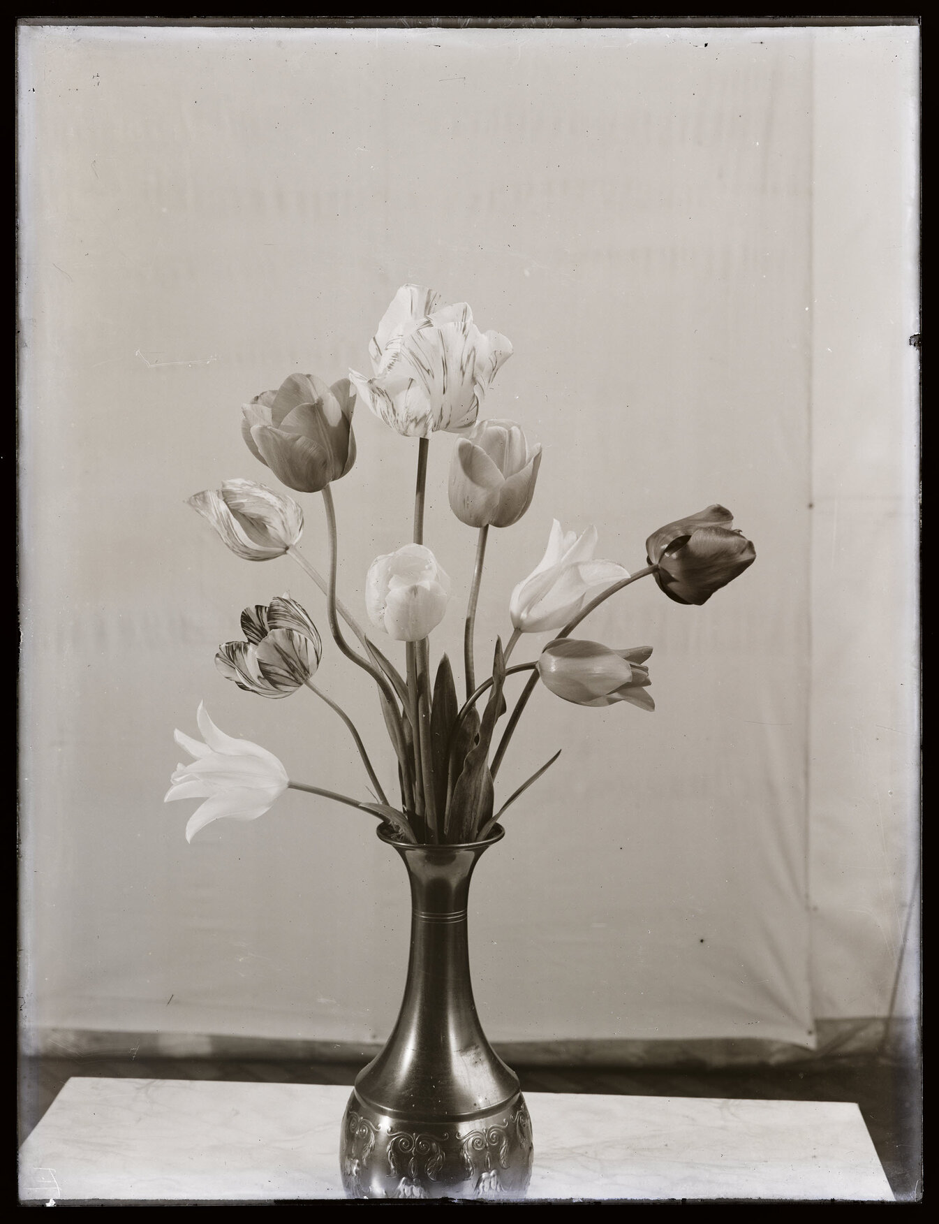 Study of tulips in a metal vase