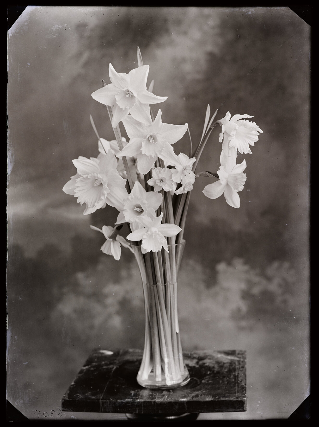 Study of daffodils in a glass vase