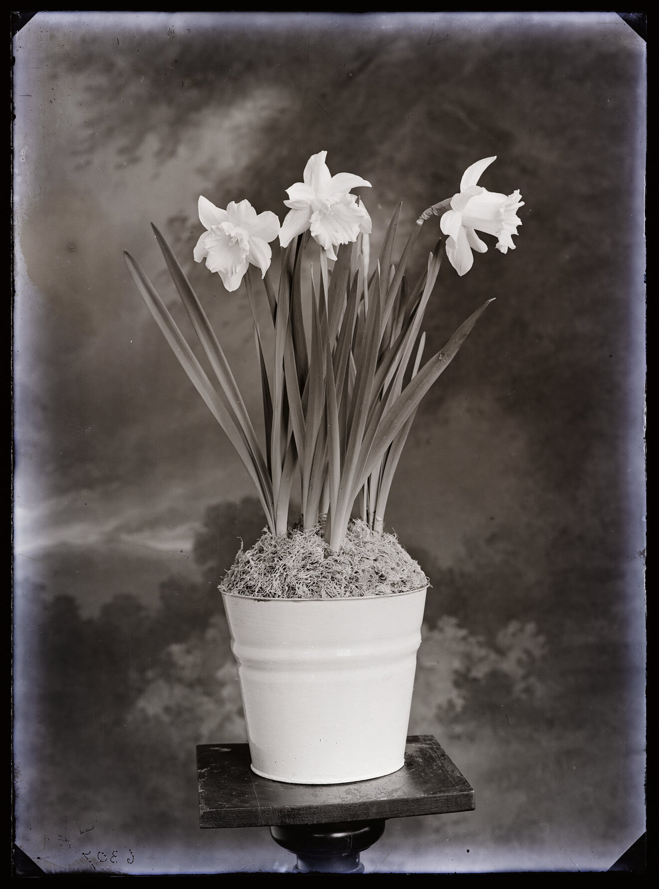 Study of daffodils in a metal bucket with moss