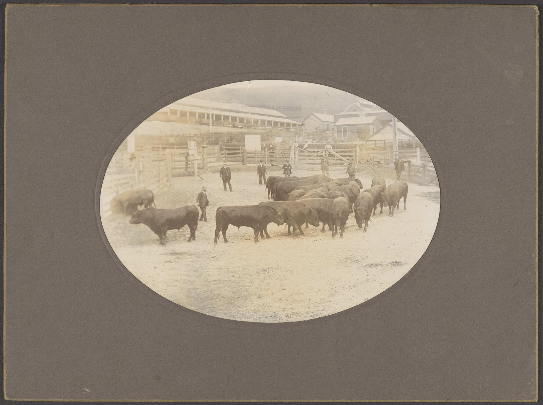 Bull sale