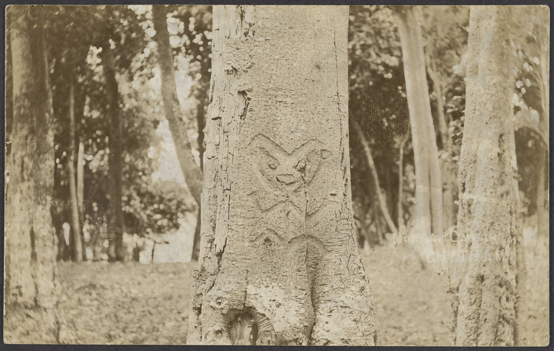 Moriori dendroglyph, Chatham Islands