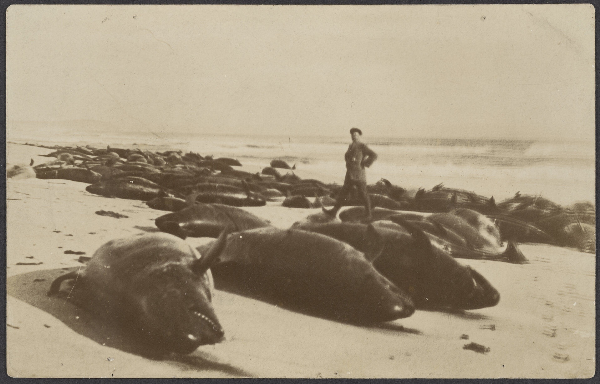 Stranded whales, Chatham Islands