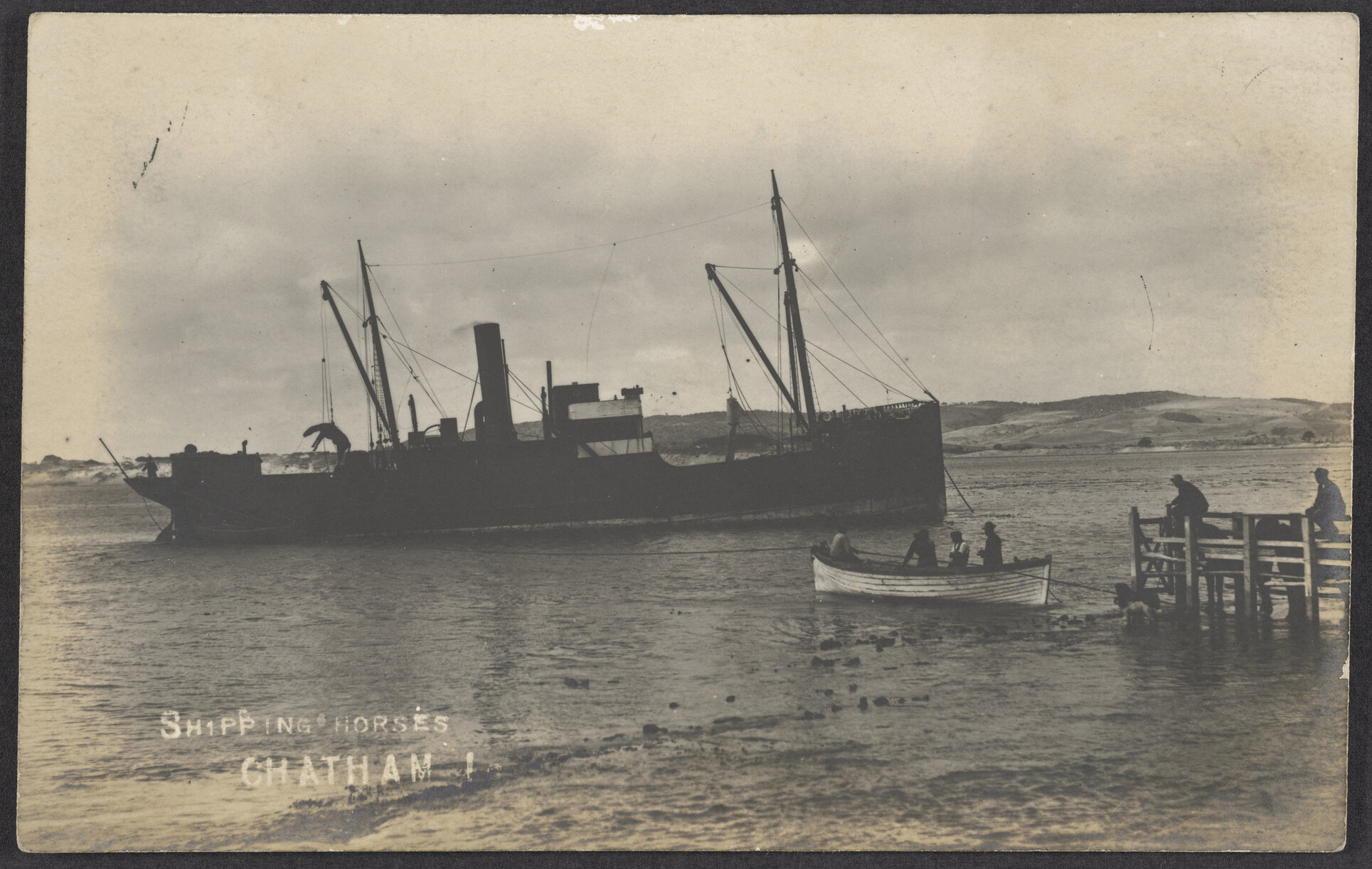 Shipping horses, Chatham Islands