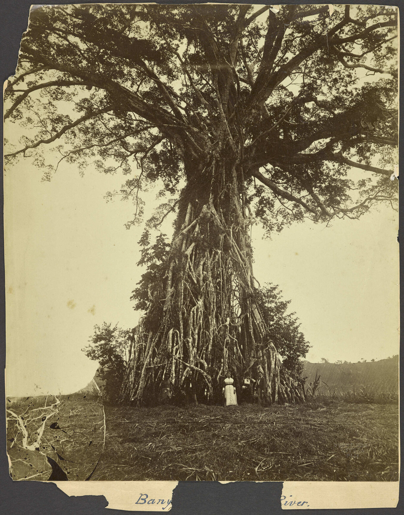 Banyan tree by the Rewa River