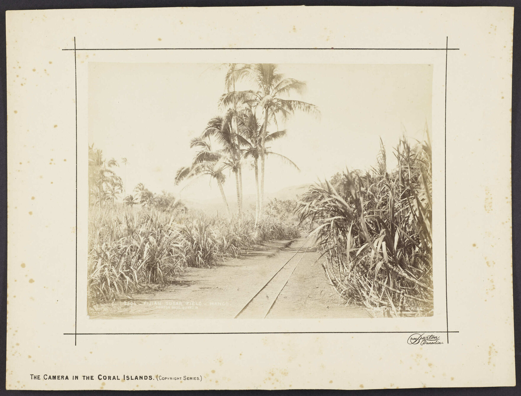 Fijian Sugar Field, Mango [Maqo]