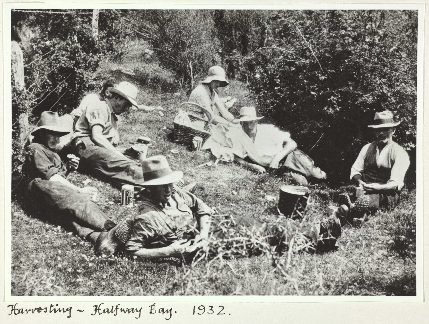 'Harvesting - Halfway Bay'