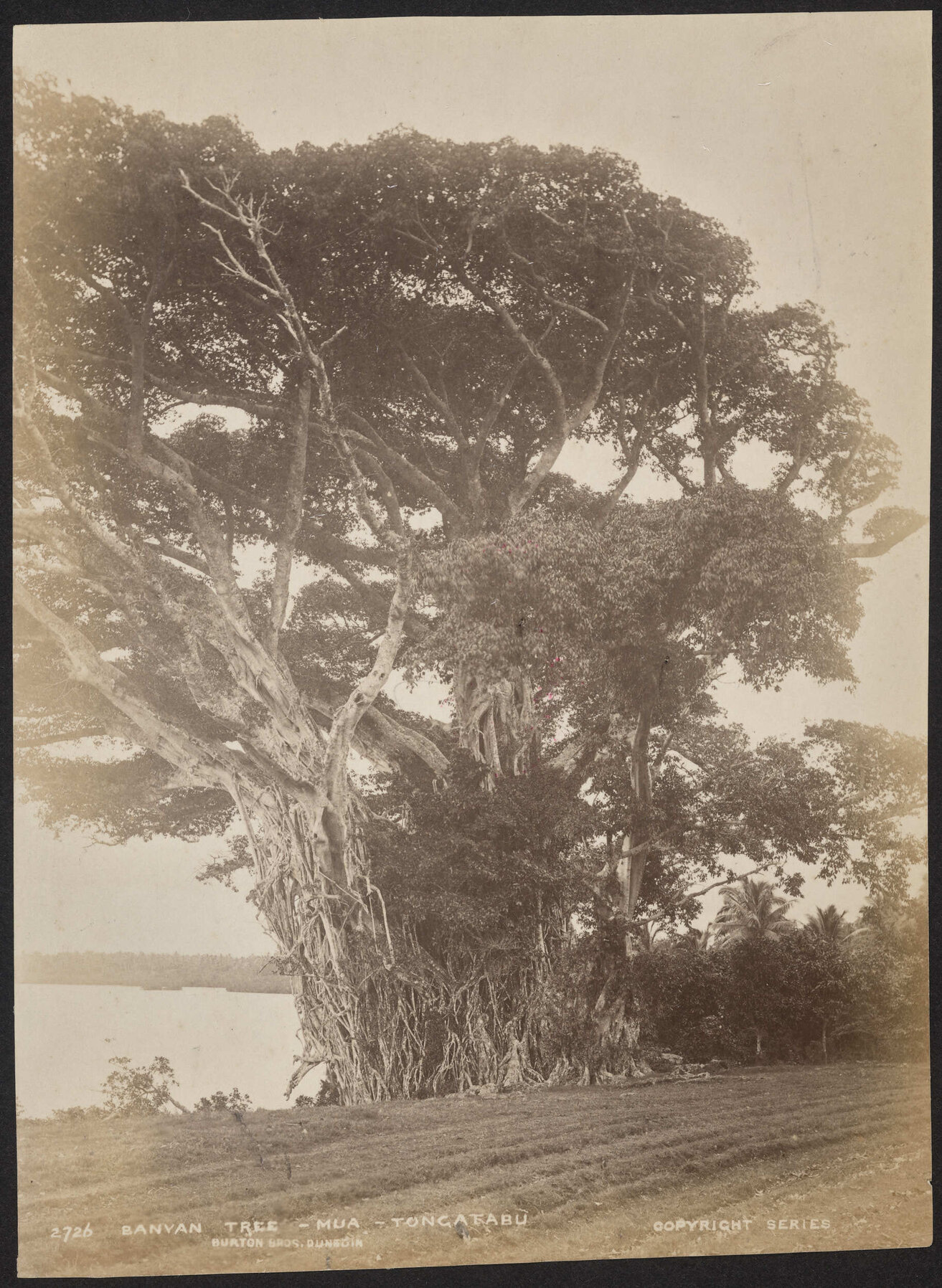 Banyan Tree, Mua, Tongatabu [Tongatapu]