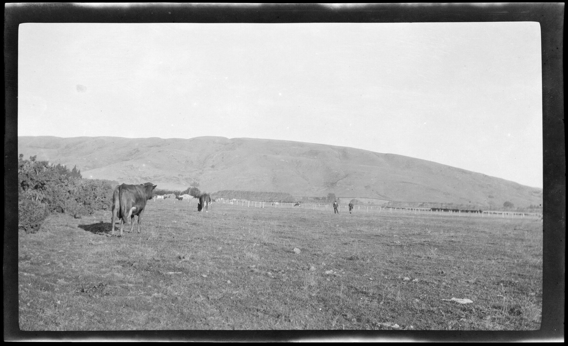Cattle and farmland