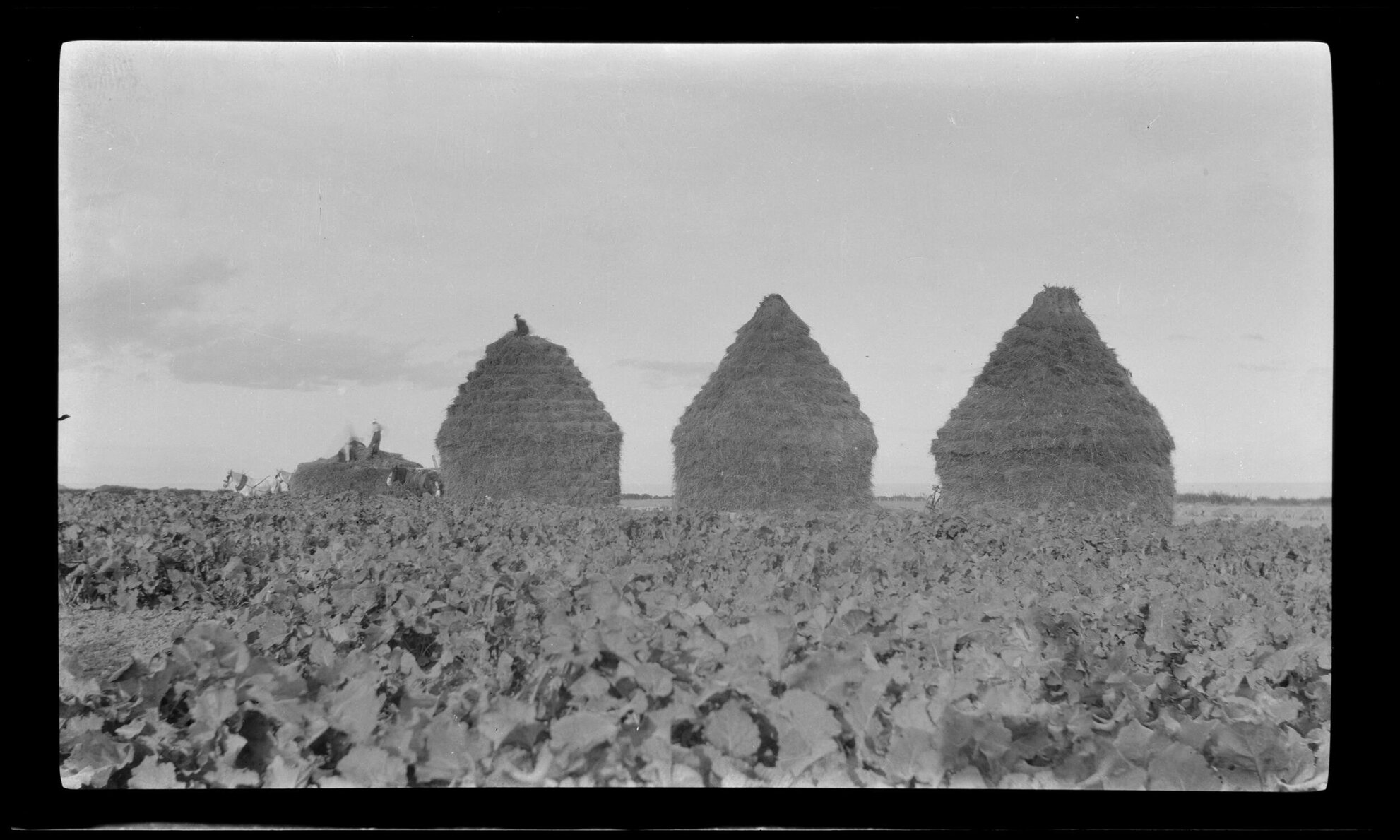 Three haystacks