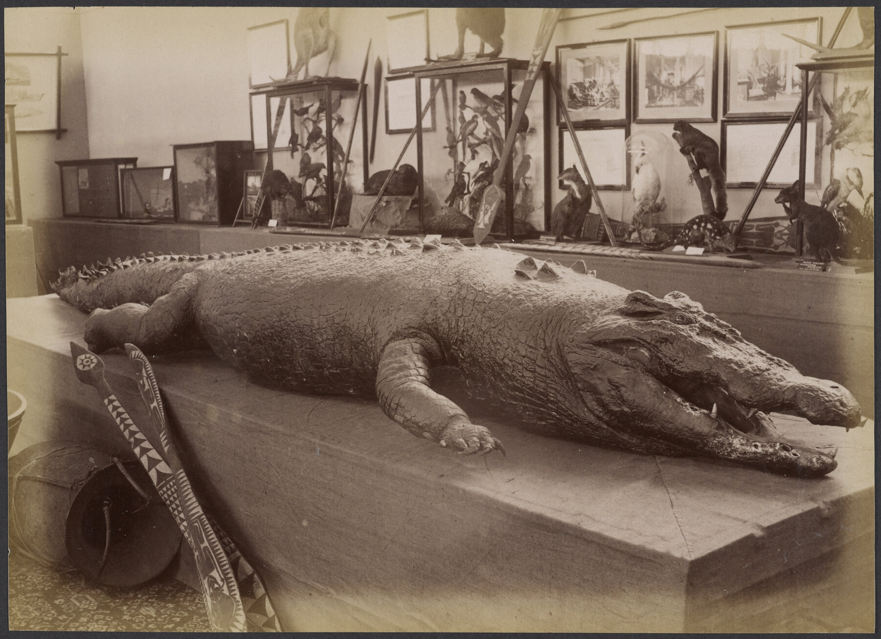 Crocodile, New South Wales Court, New Zealand and South Seas Exhibition