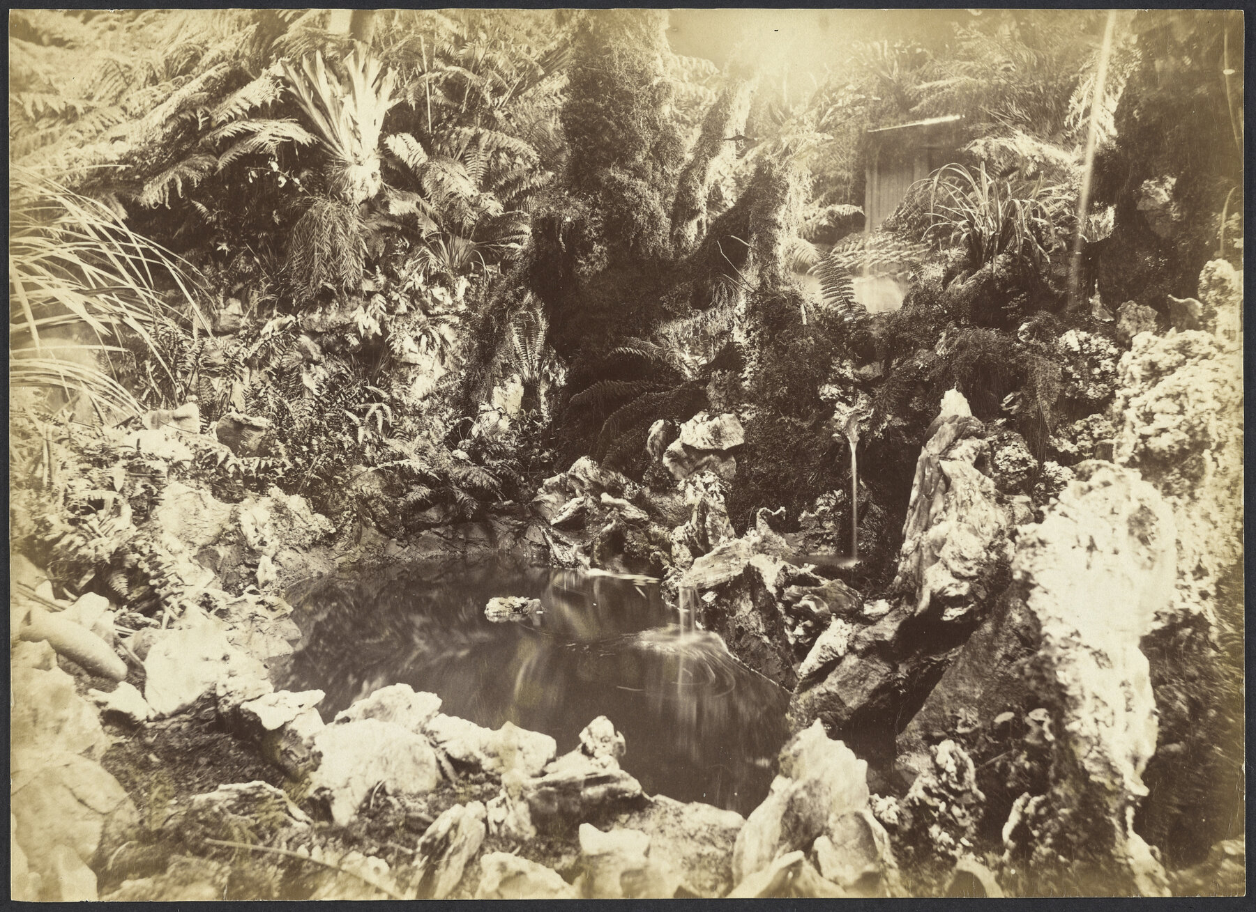 Exhibition Fernery