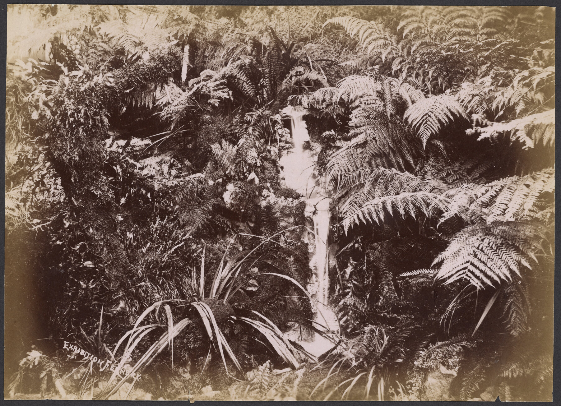 Exhibition fernery