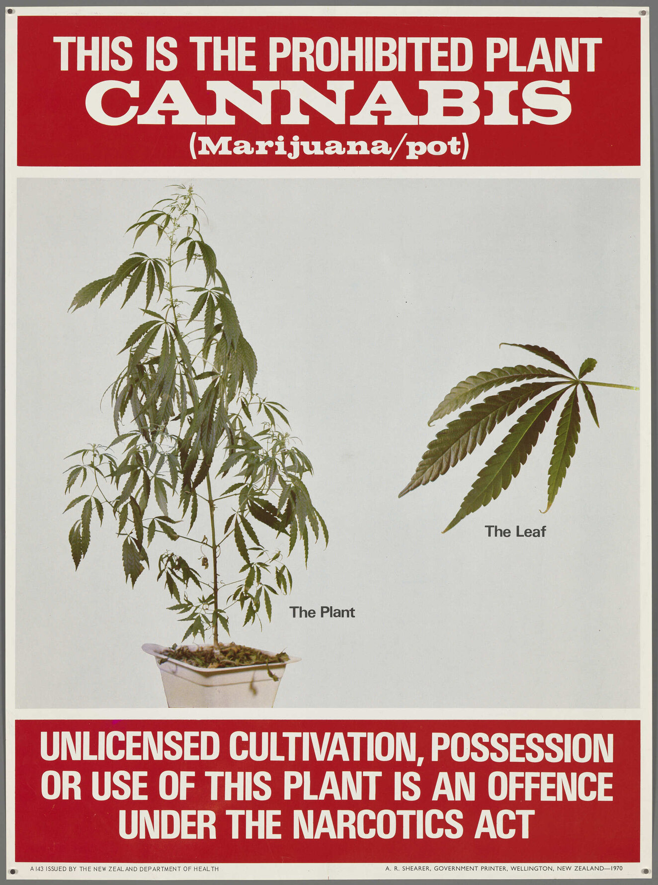 "This Is The Prohibited Plant Cannabis (Marijuana/pot)"