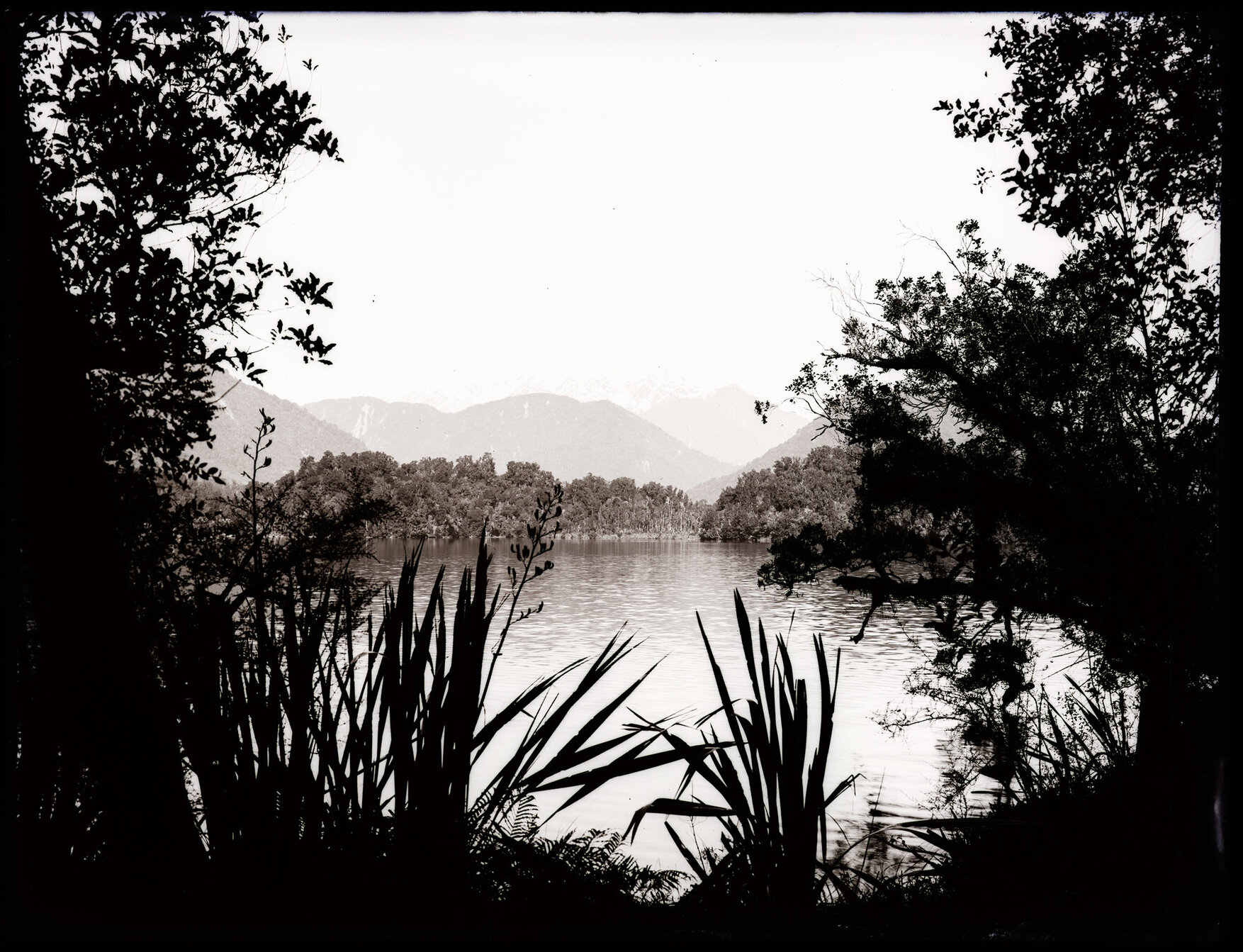 Harakeke in silhouette next to a body of water, Westland 