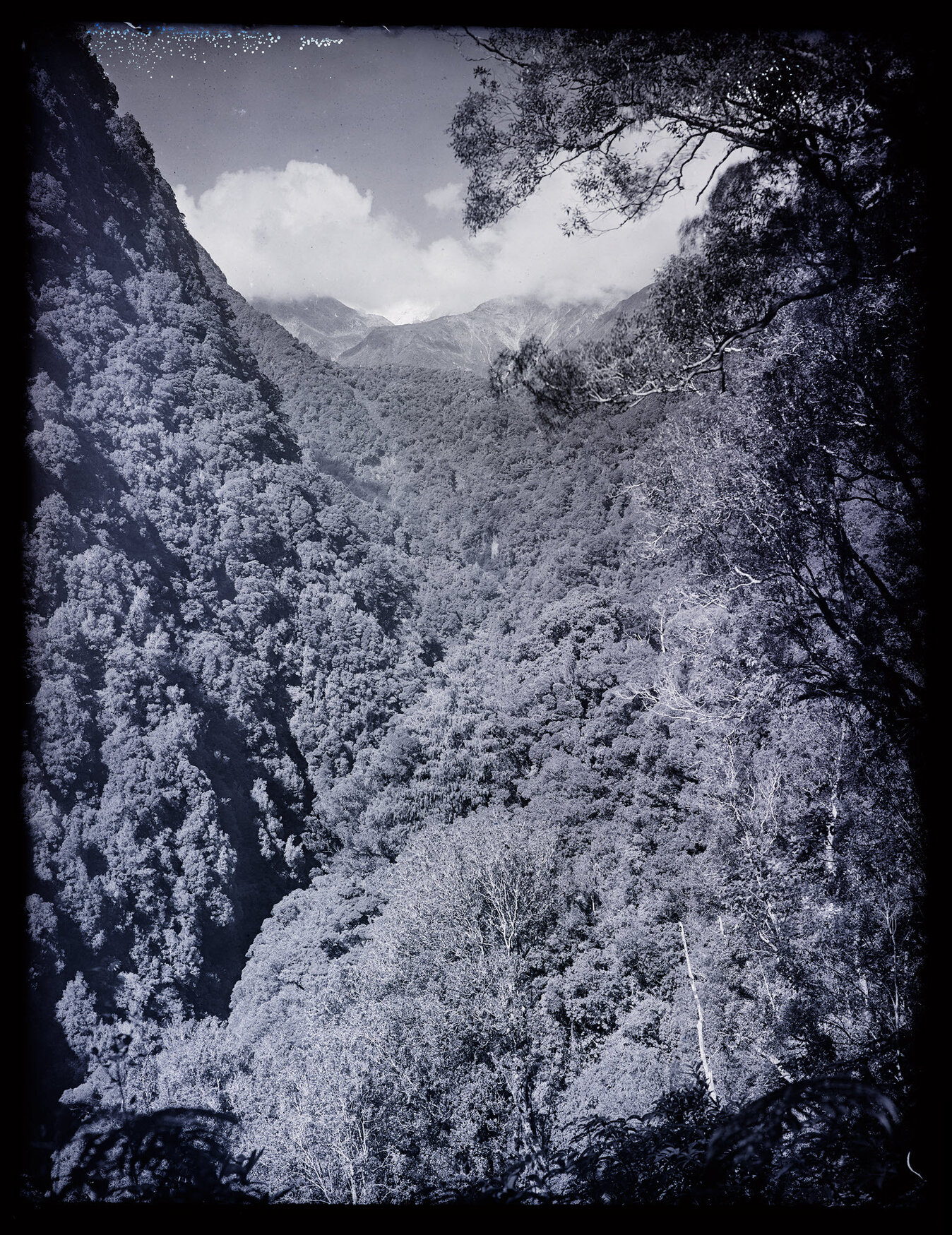 Large bush-filled valley, Westland 