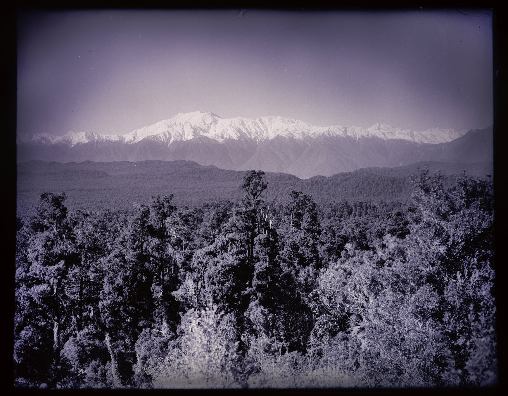 Snowy range with bush in foreground 