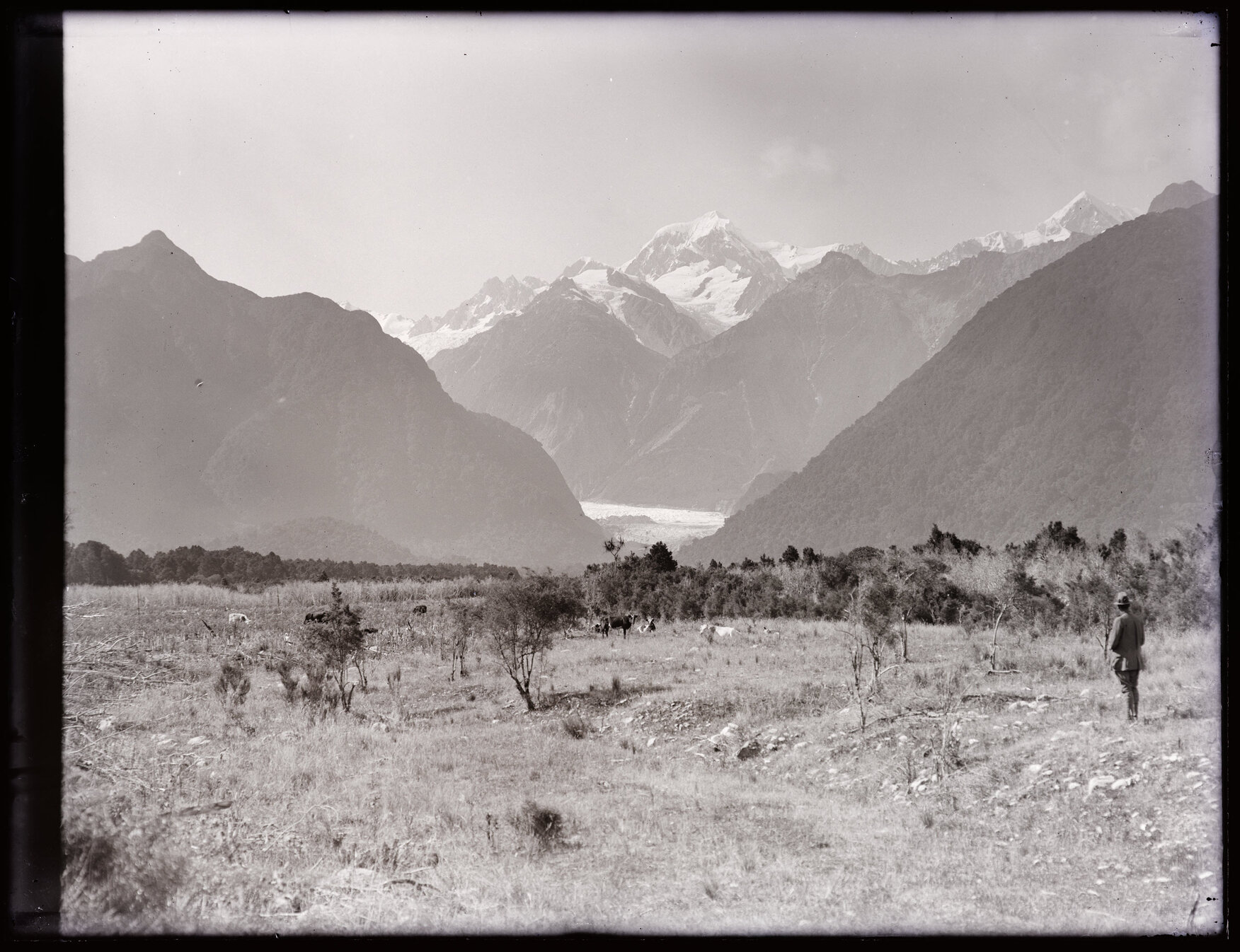 Teichelmann (?) observing cattle with Fox Glacier / Te Moeka o Tuawe and Te Horokōau / Mount Tasman behind