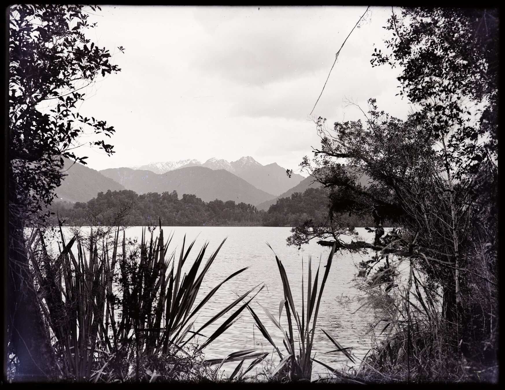 Harakeke in silhouette next to a body of water, Westland