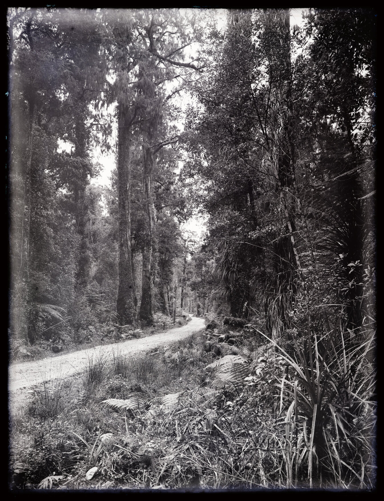 Road through the bush, Westland 
