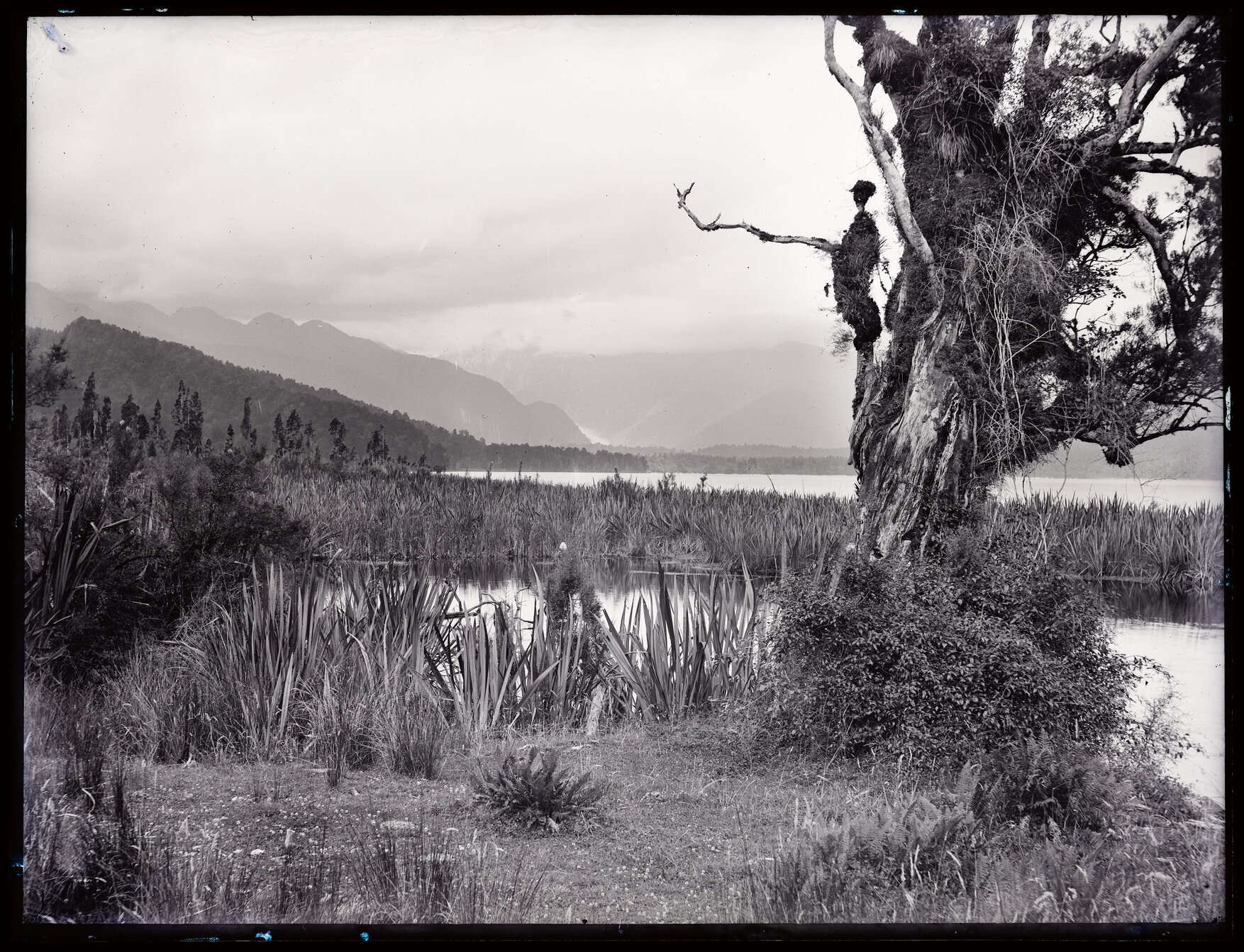 View across wetland (Lake Gault?) towards Fox Glacier / Te Moeka o Tuawe