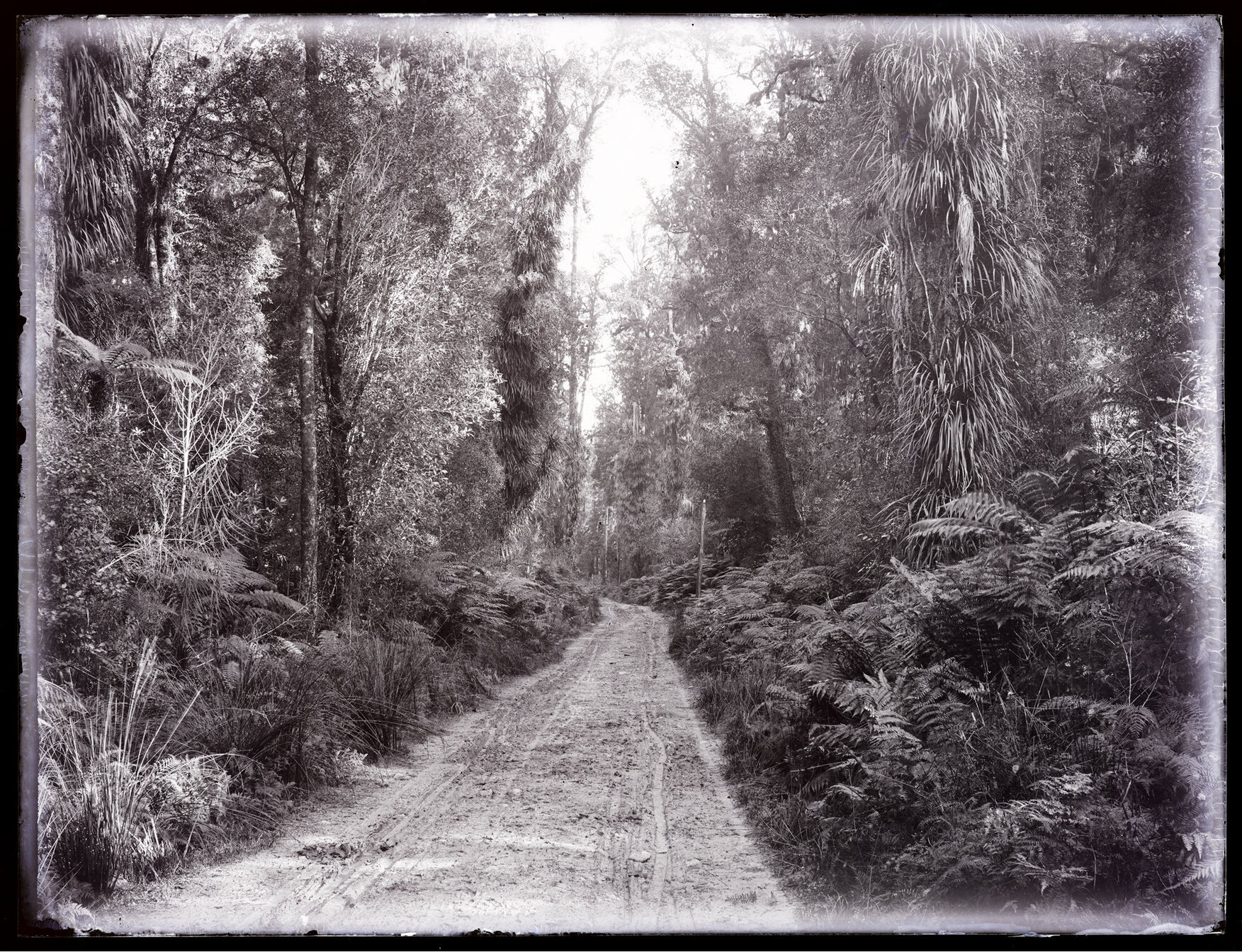 Road through forest