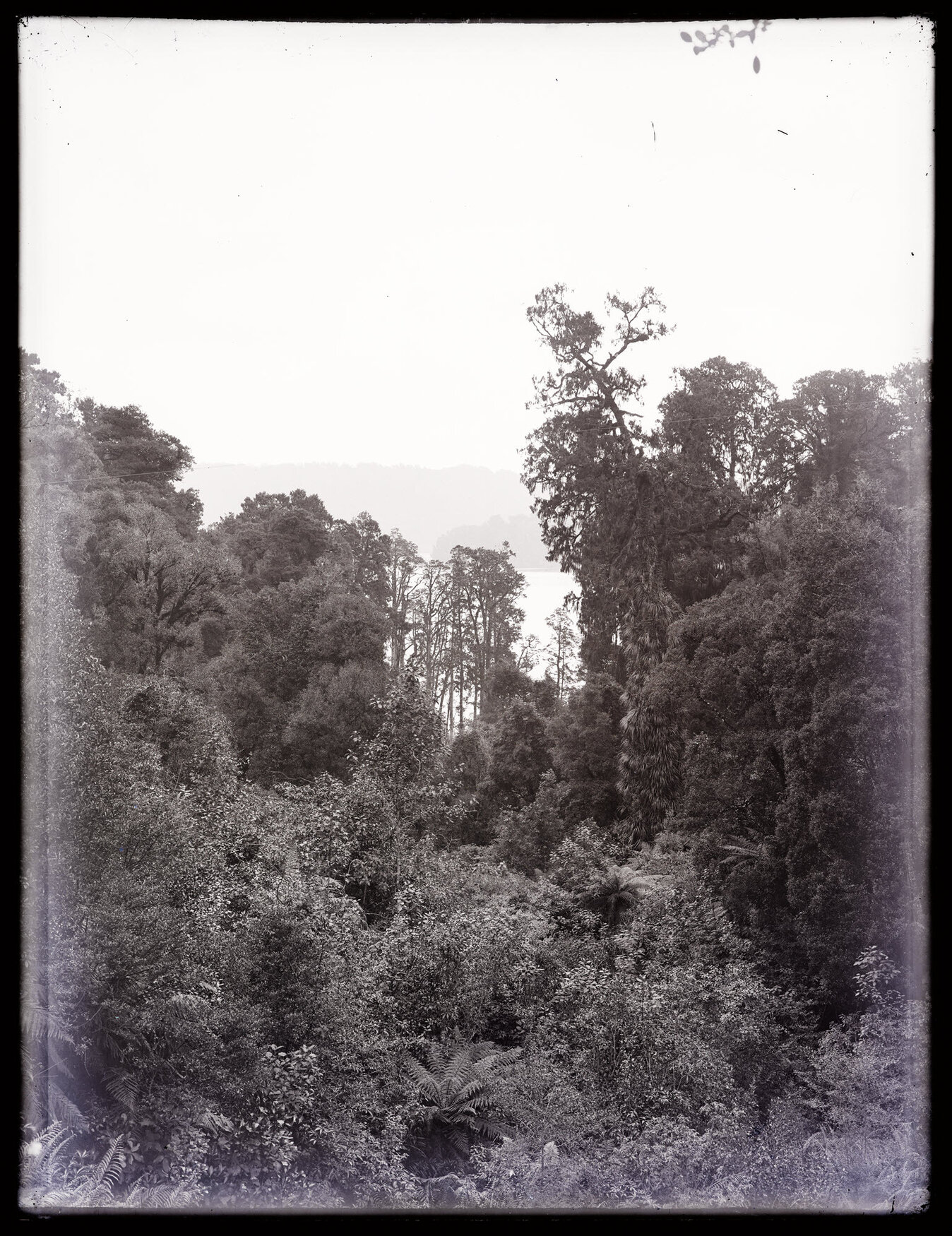 View through trees towards unidentified body of water