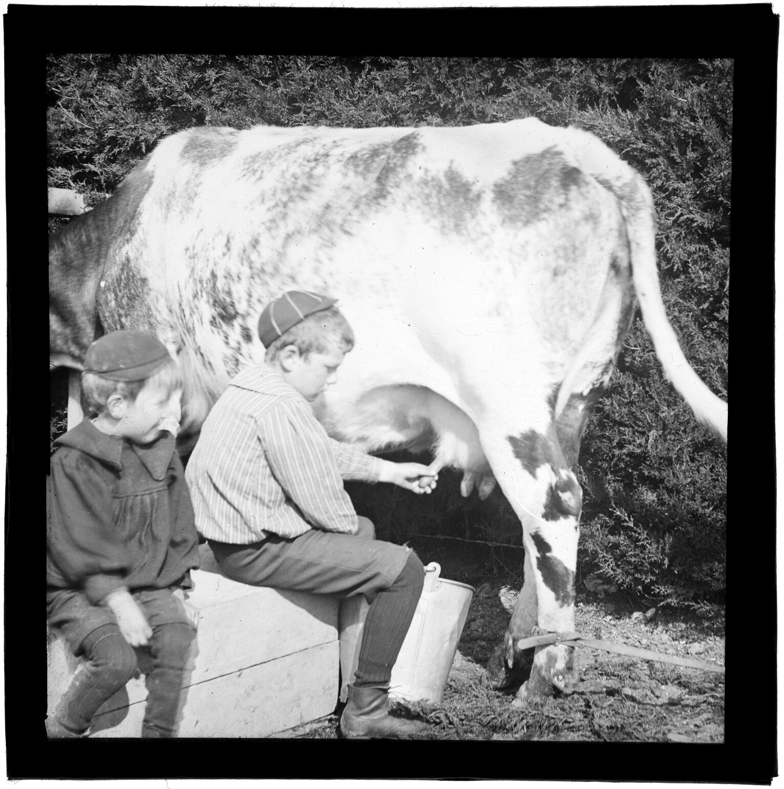 Boy milking cow