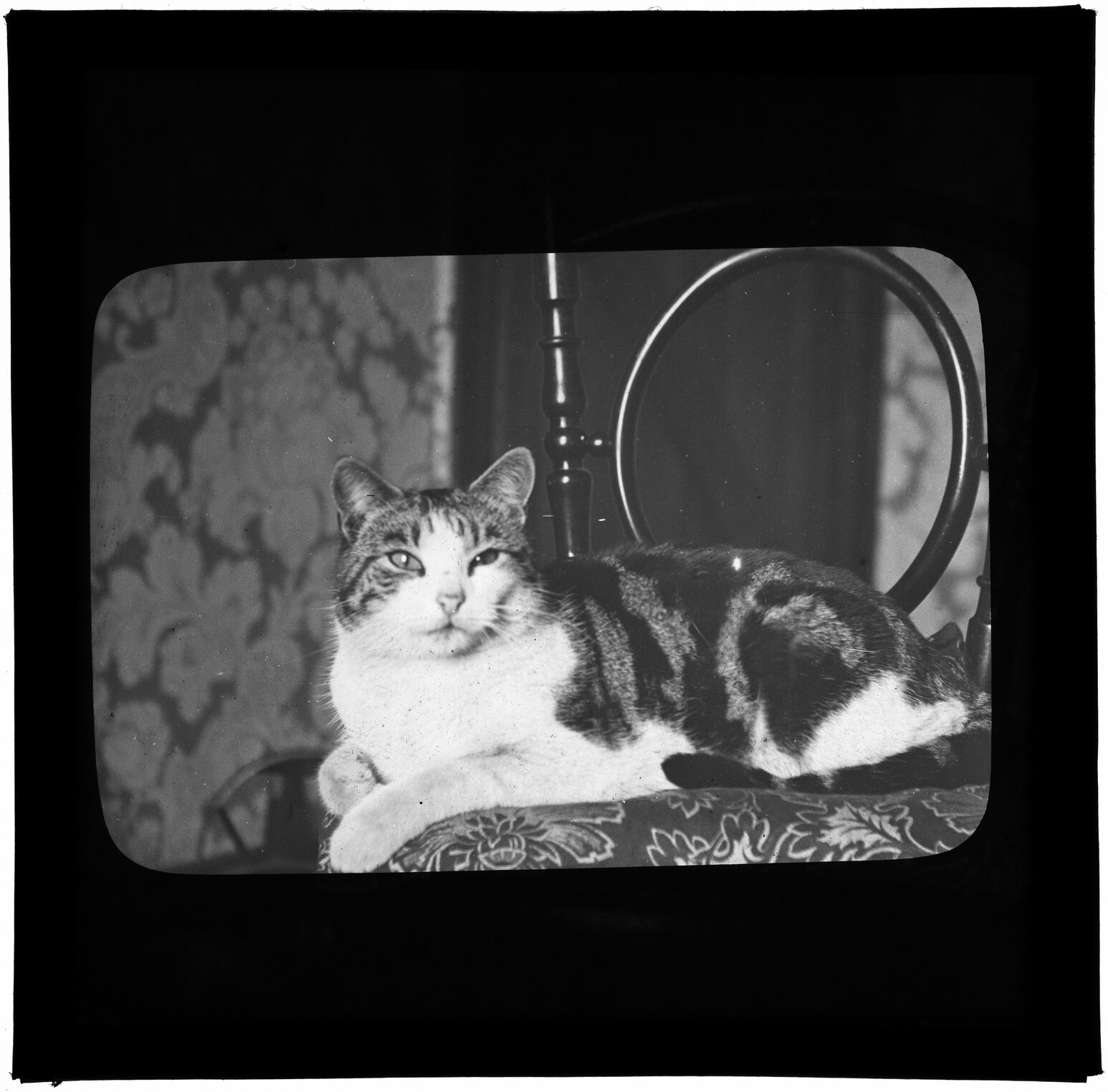 Cat sitting on chair