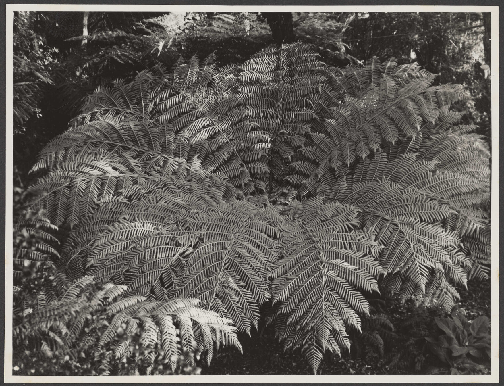 Silver Tree Fern (Poka)