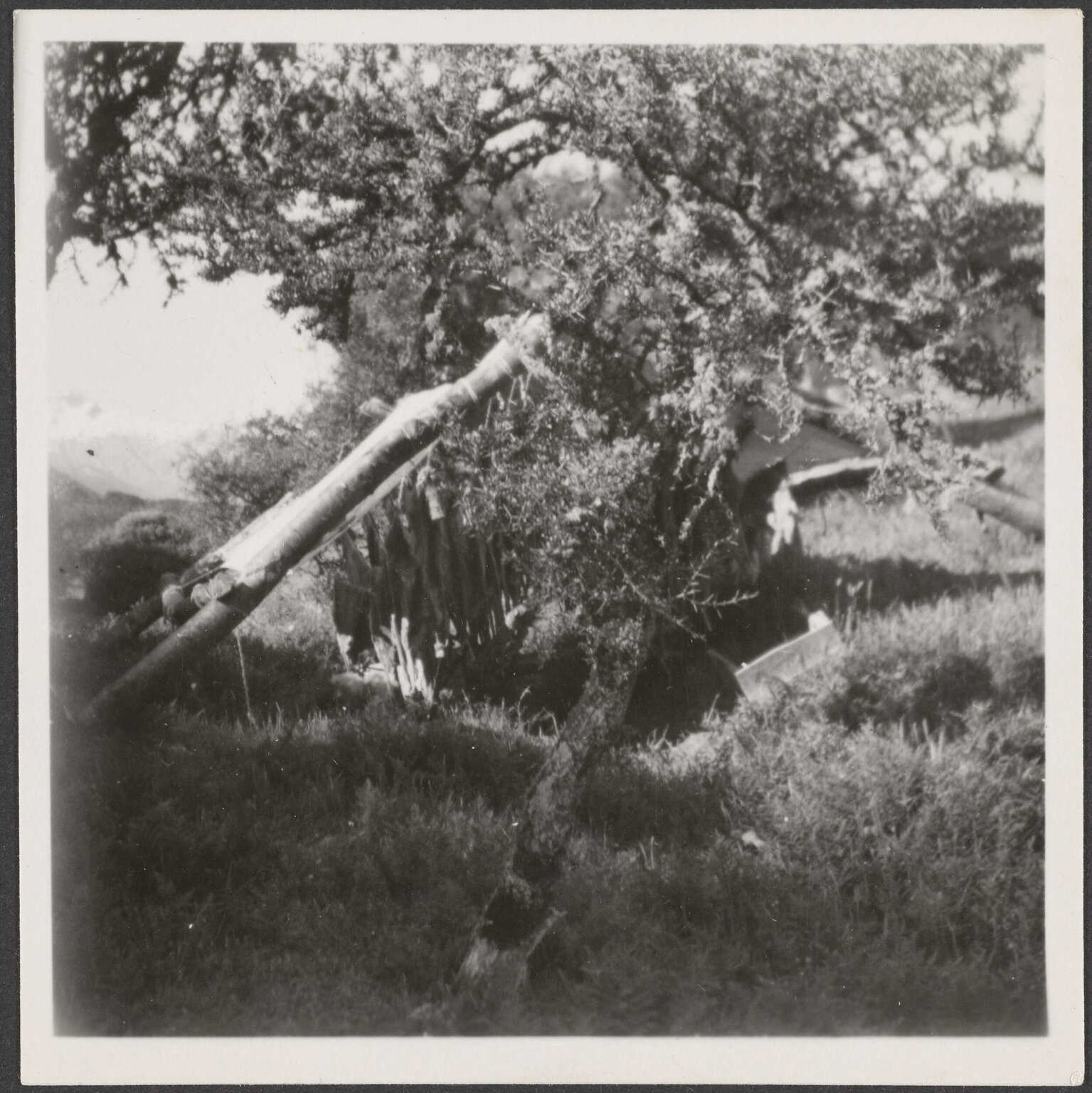 'Deerskin shelter at Scrubly? Creek Hut'