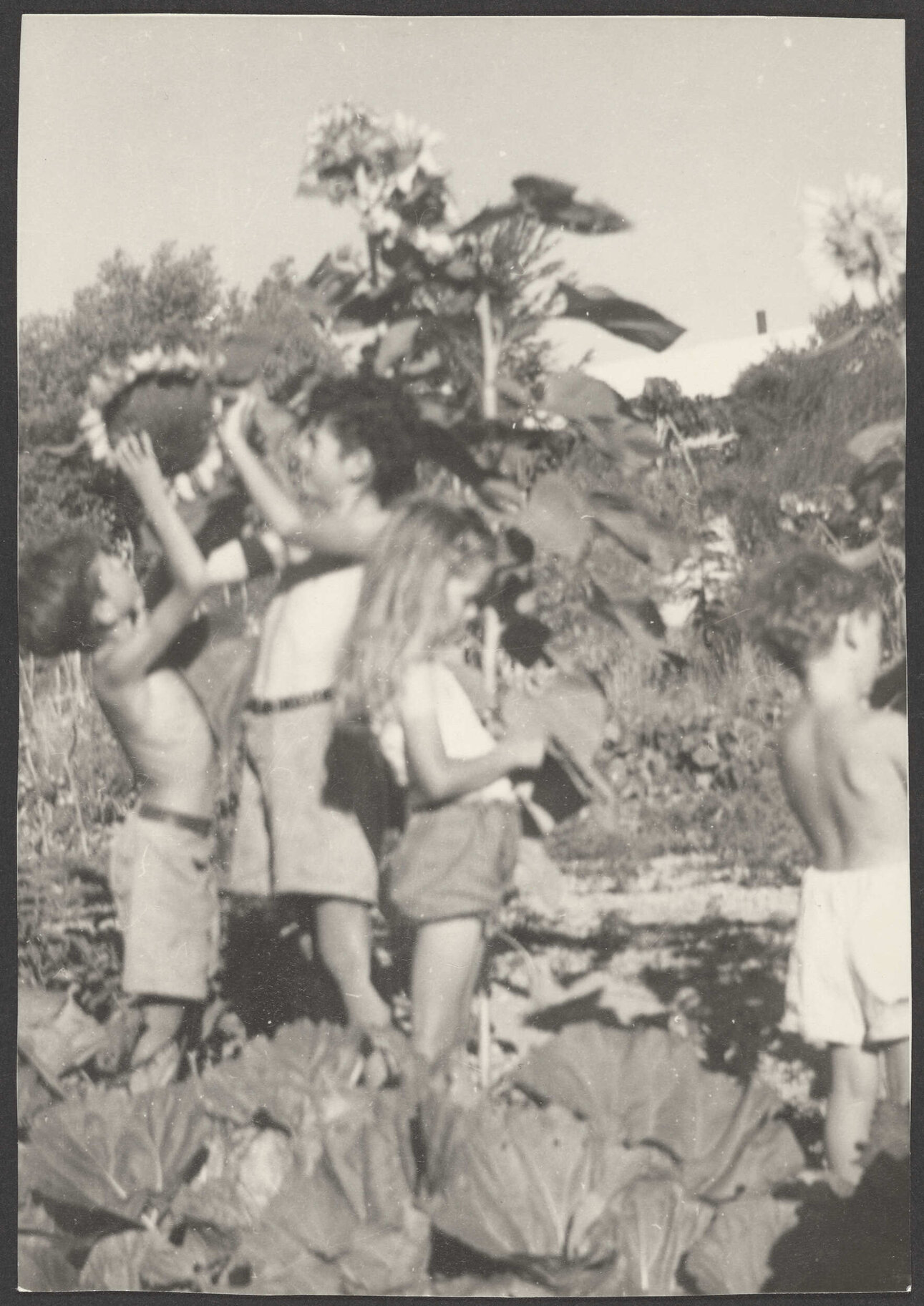 Joe, Paul, Anna, and Philip Woollaston picking sunflower seeds