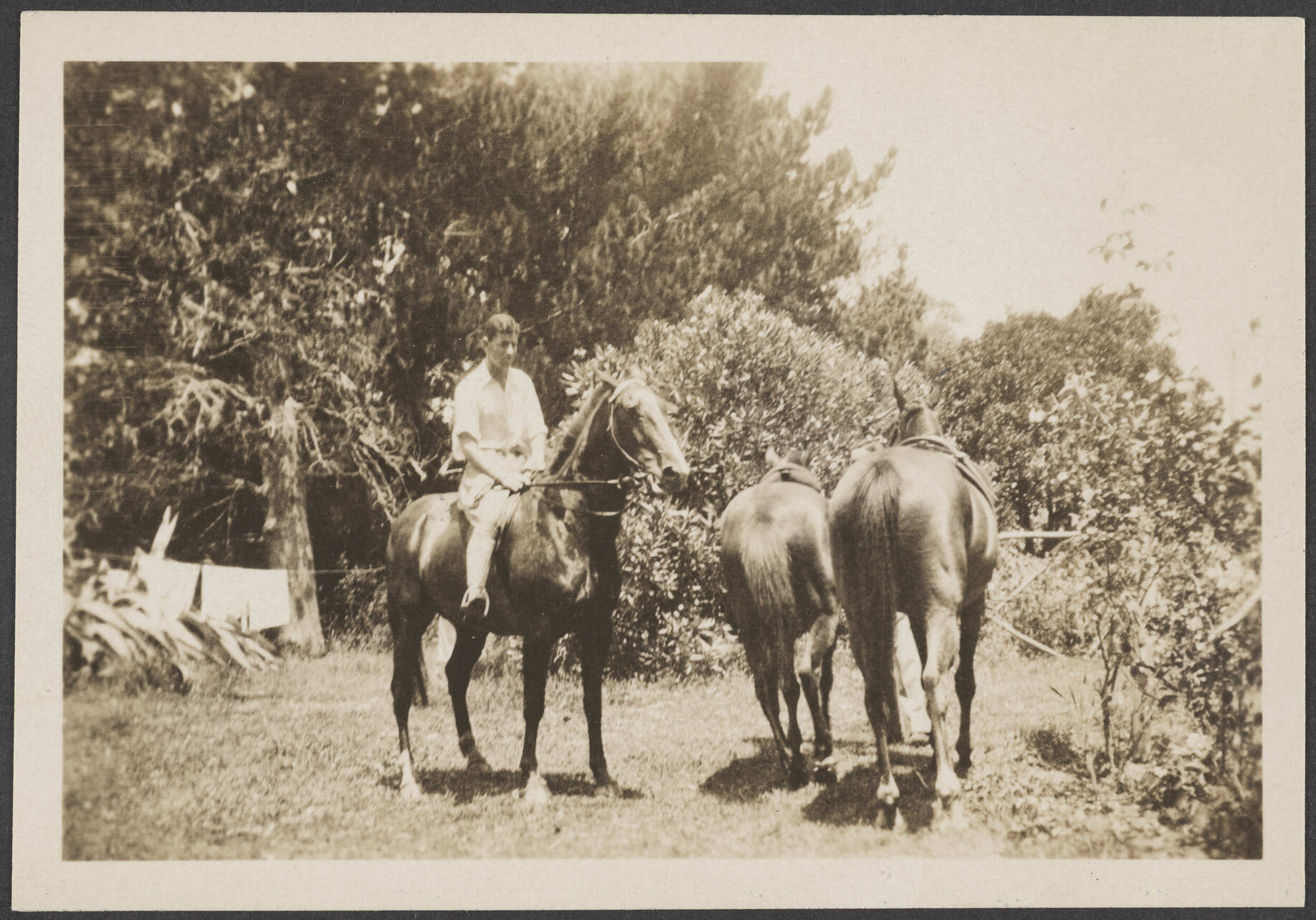 James Bertram with horses, 'Tauranga 1930'