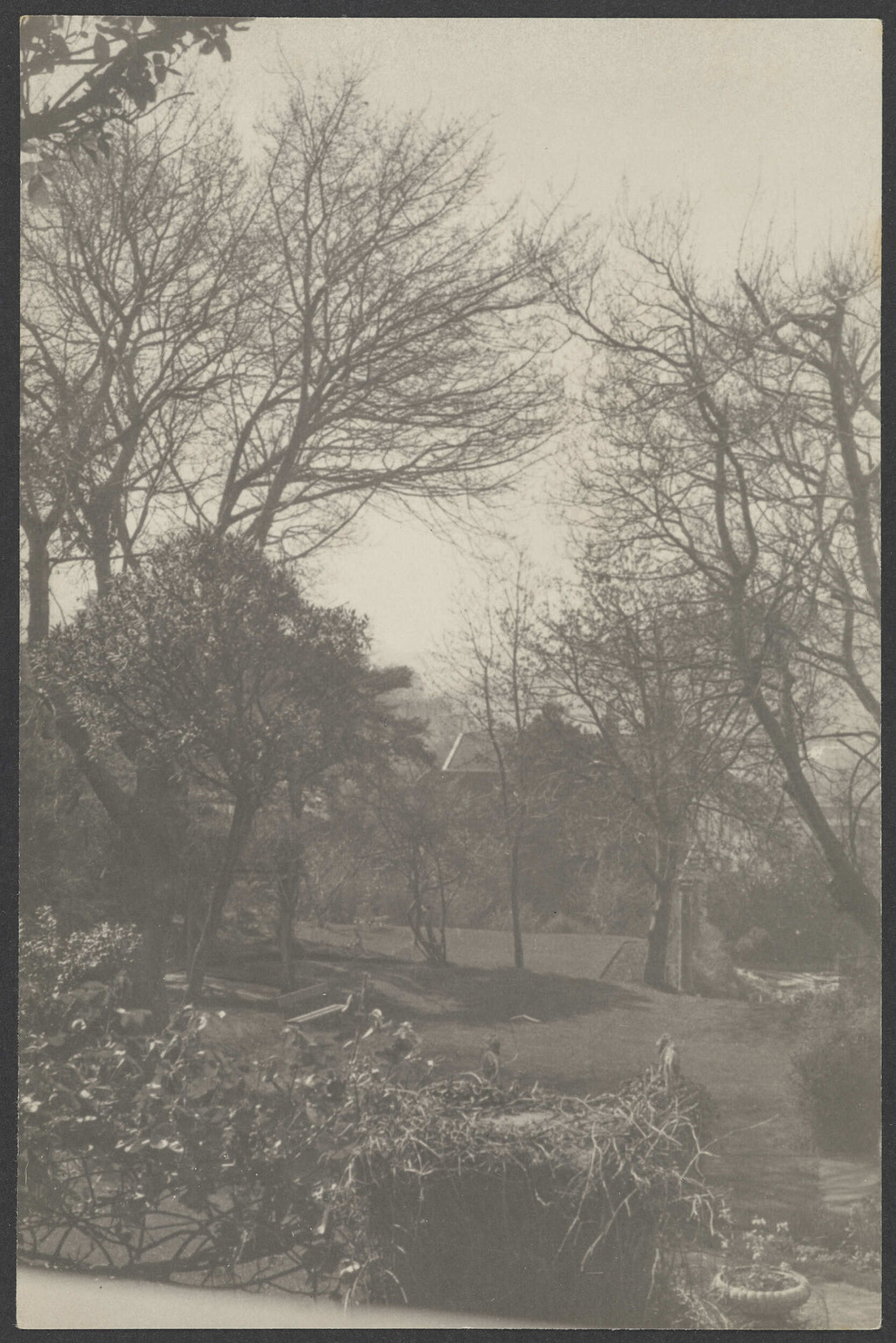 Front garden at Manono