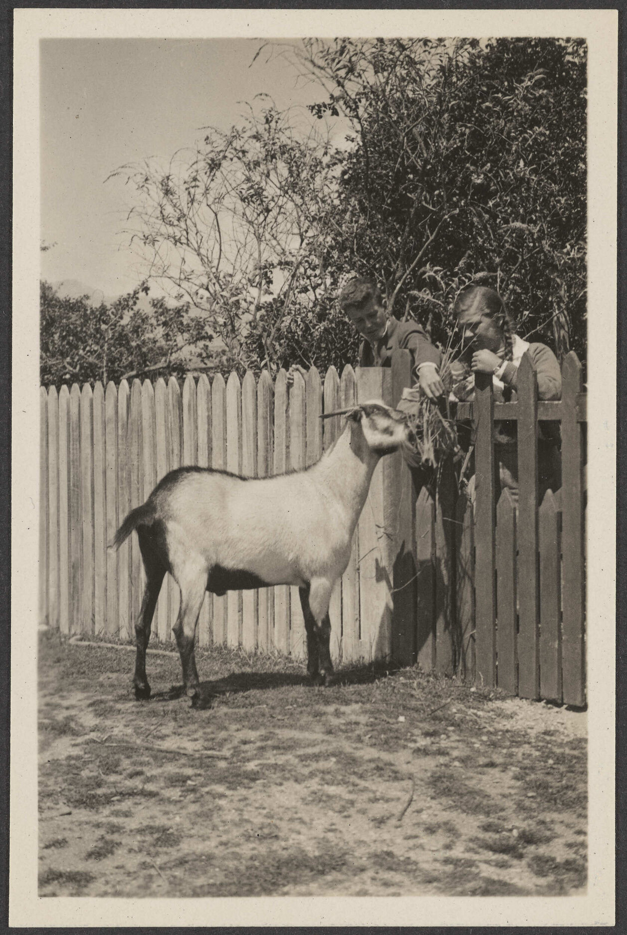 Children feeding a goat
