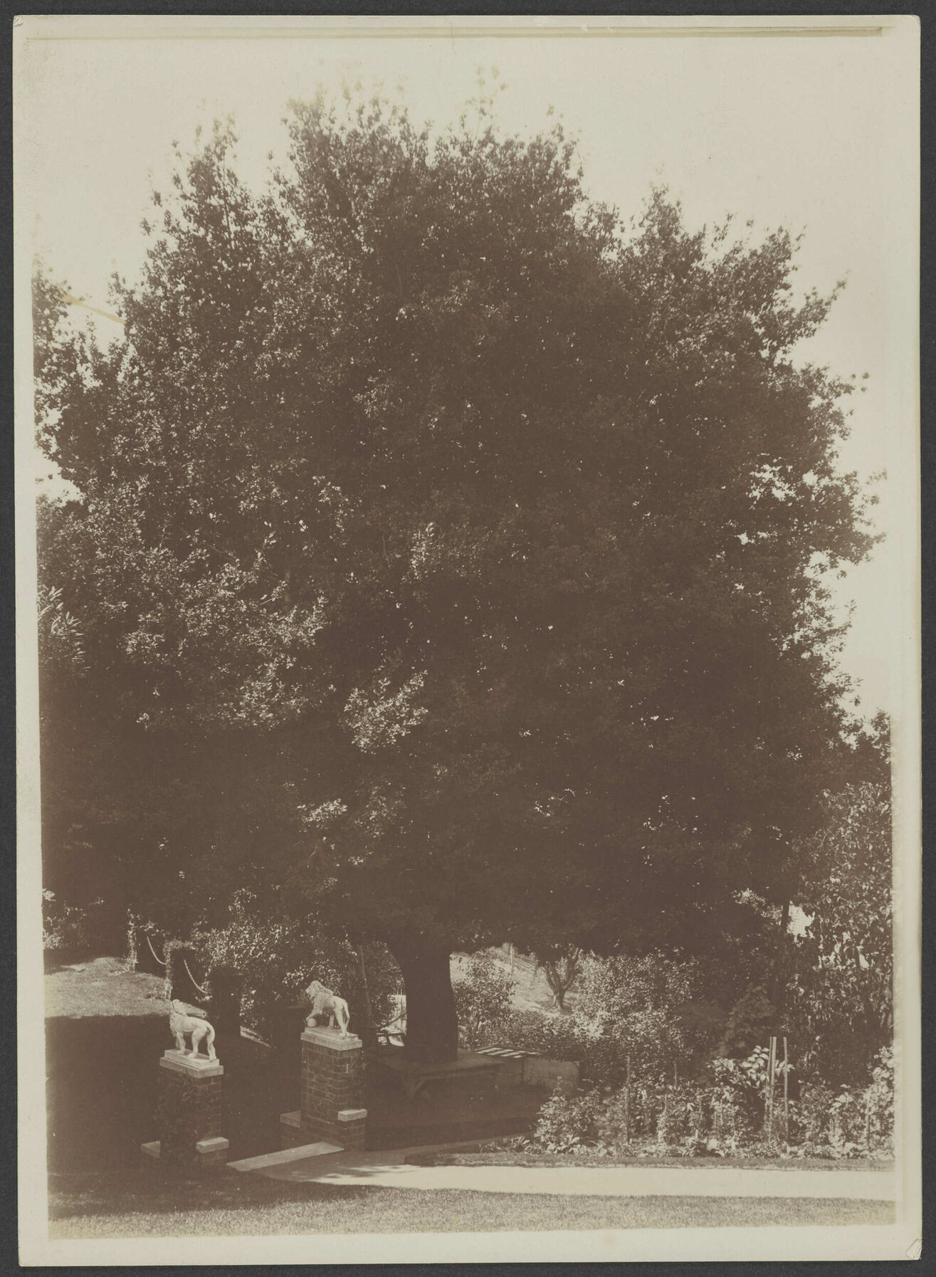 Large tree and lion statues at Manono