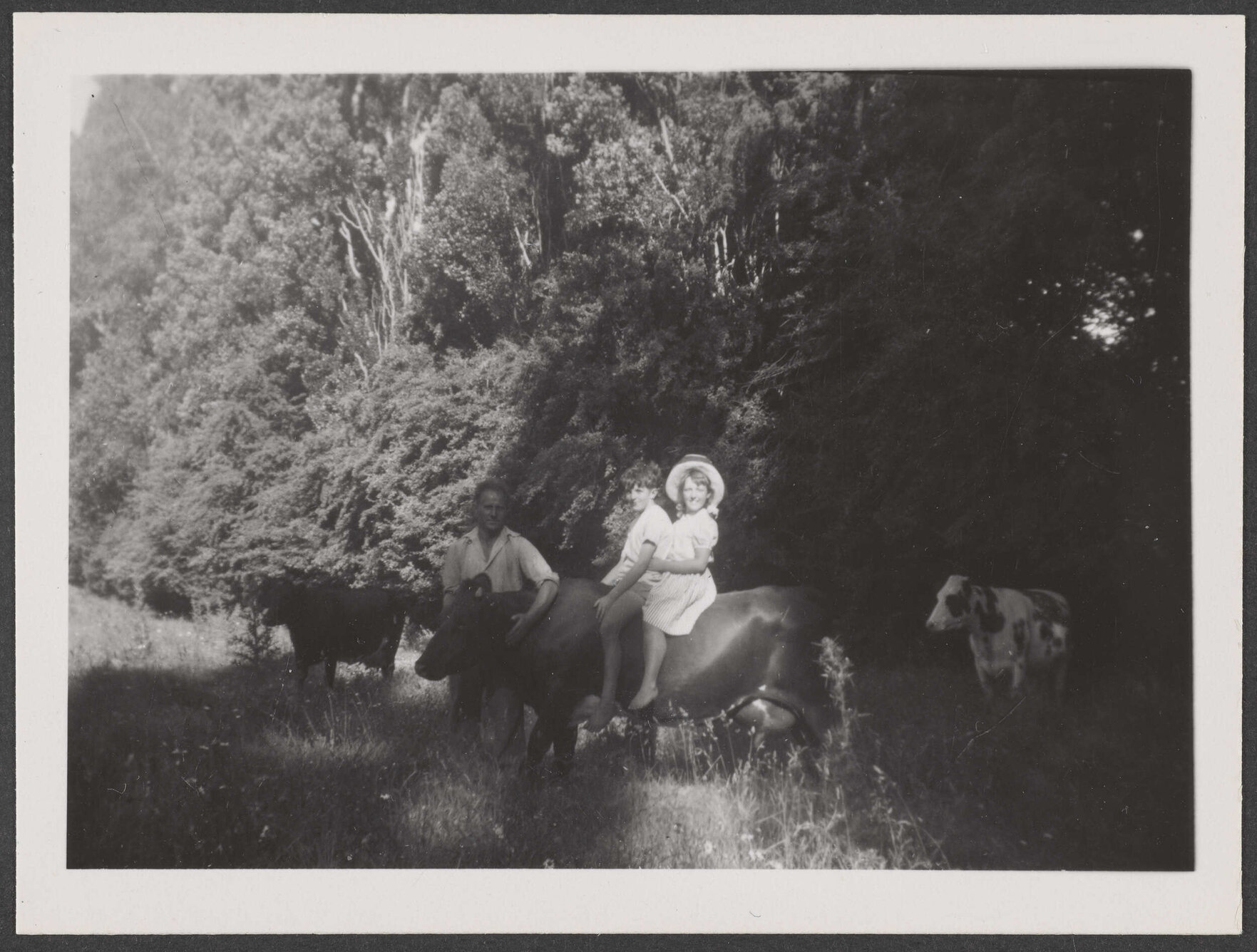 A man with two children on a cow