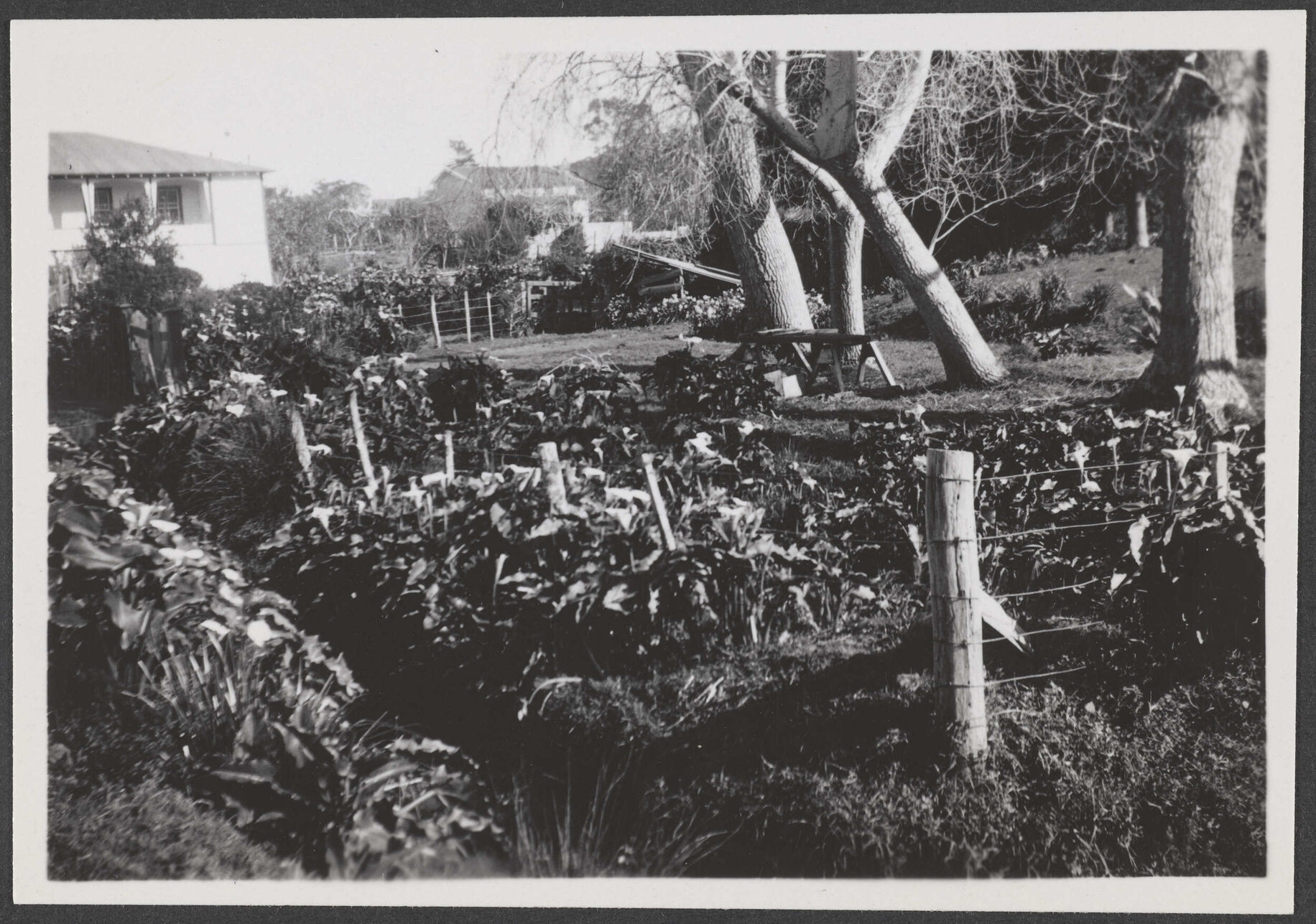 Garden with house in background