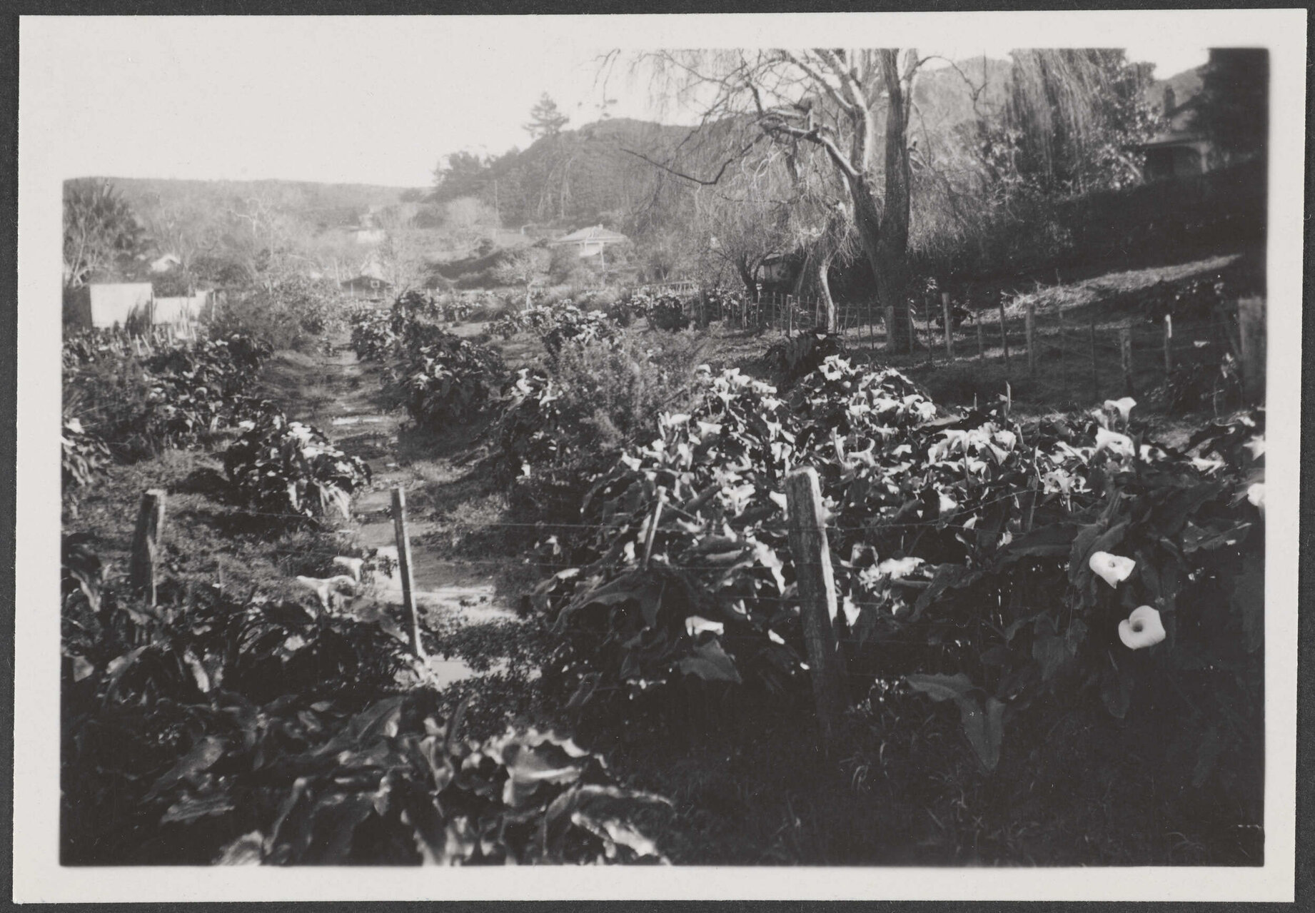 Garden with path down the middle