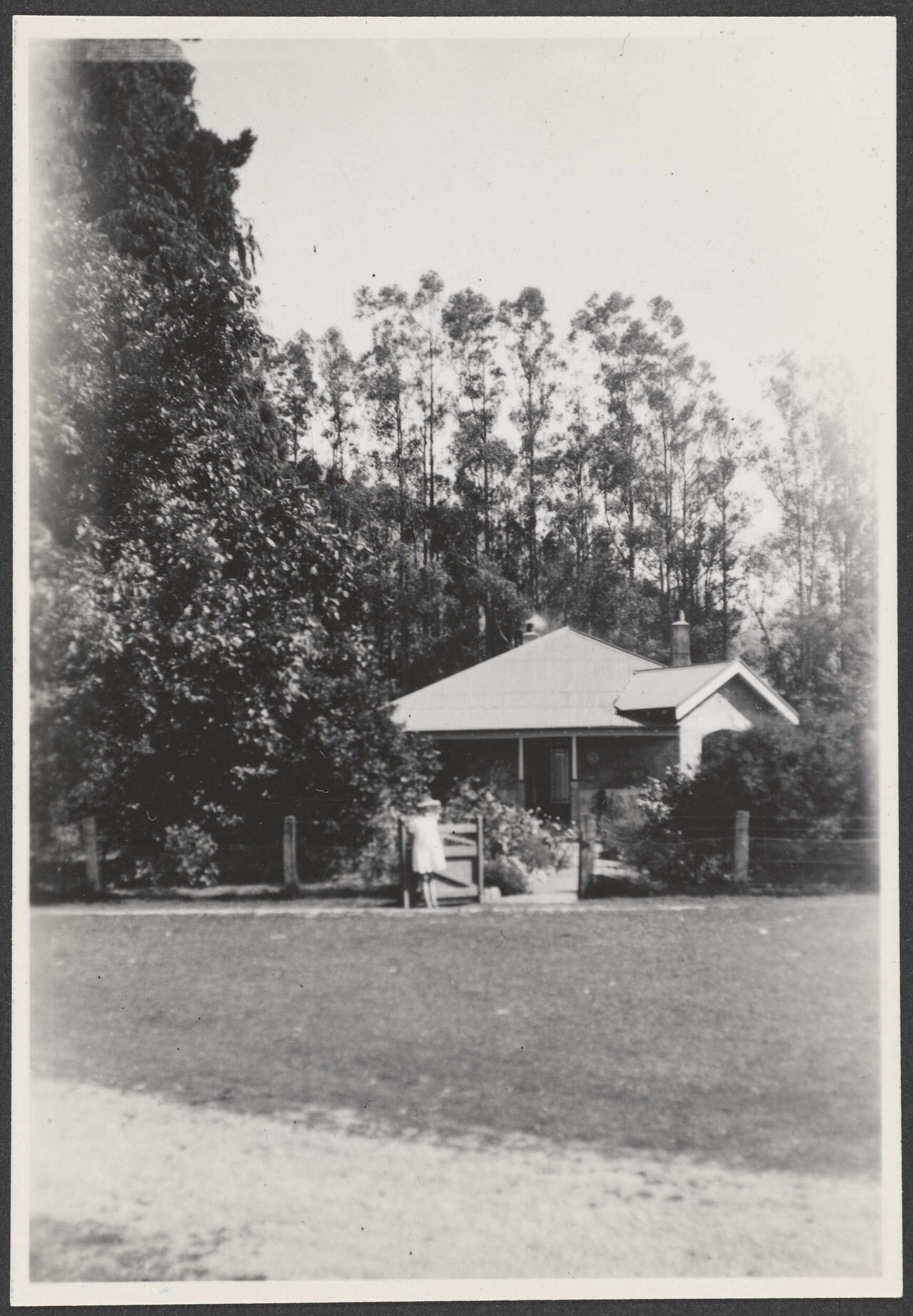 House among trees