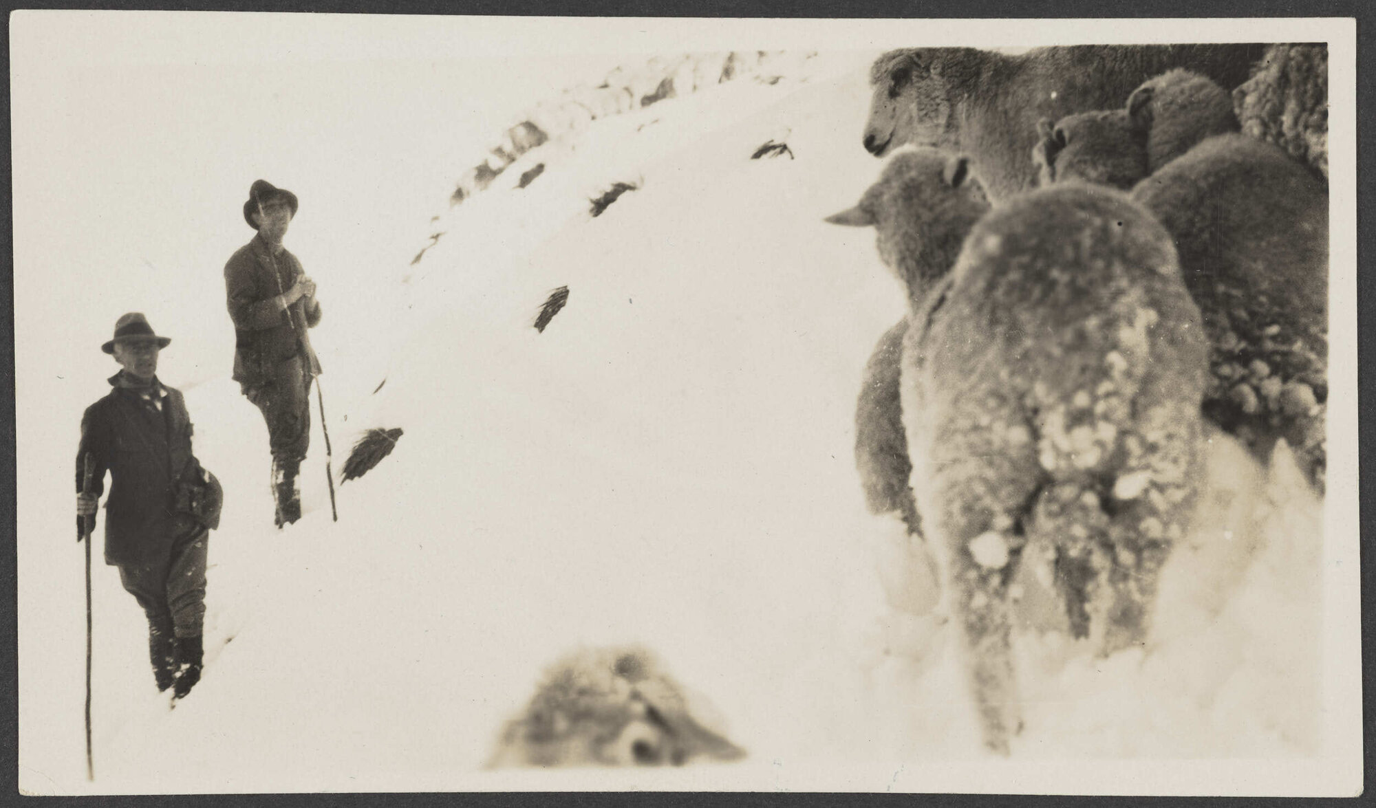 Two men and sheep on snow-covered mountain