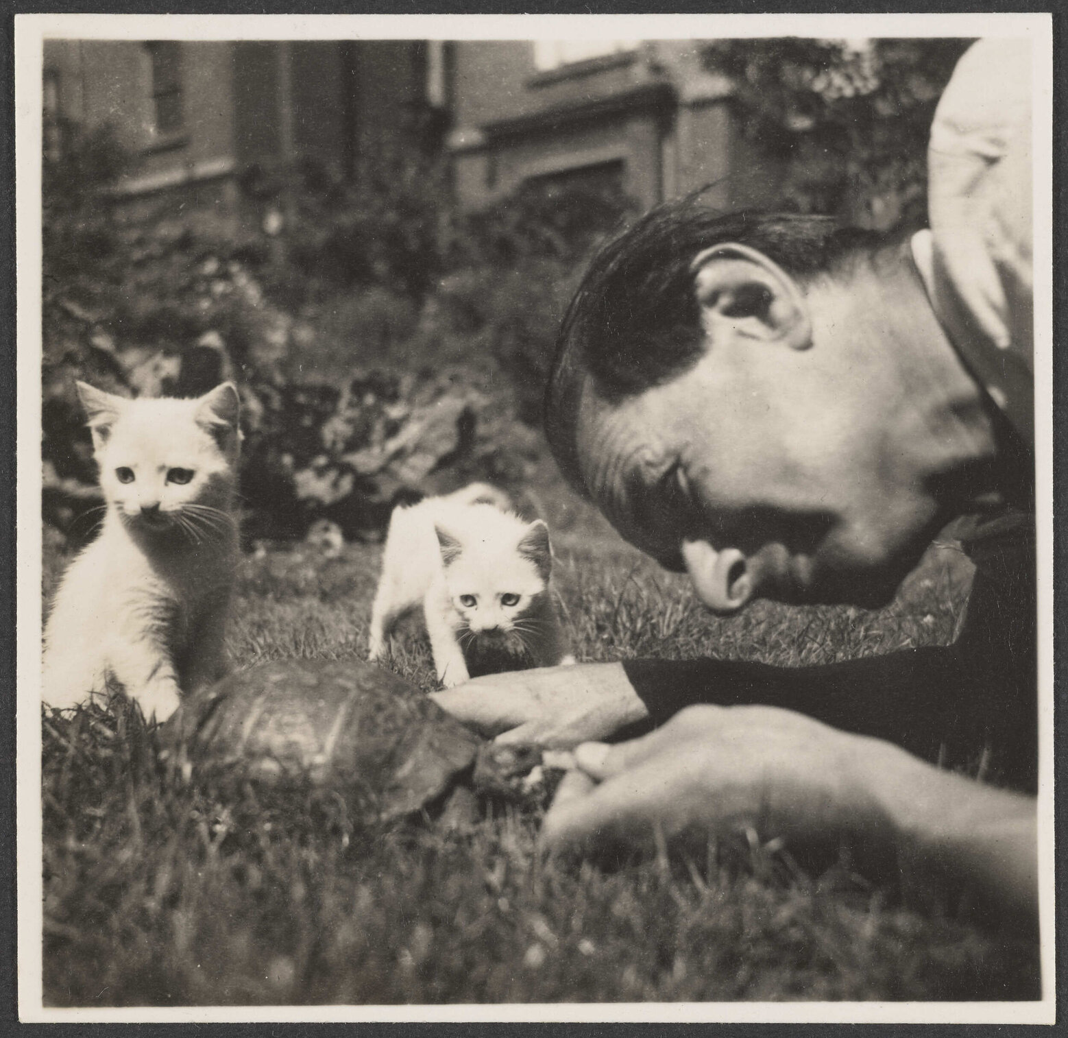 Man with tortoise and two kittens