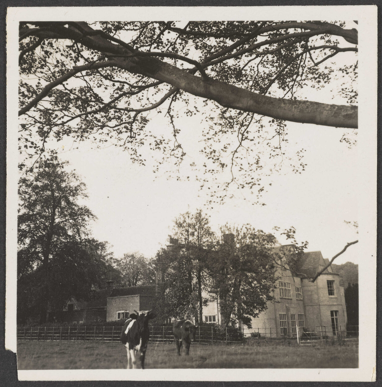 Cattle in front of Abbey School buildings