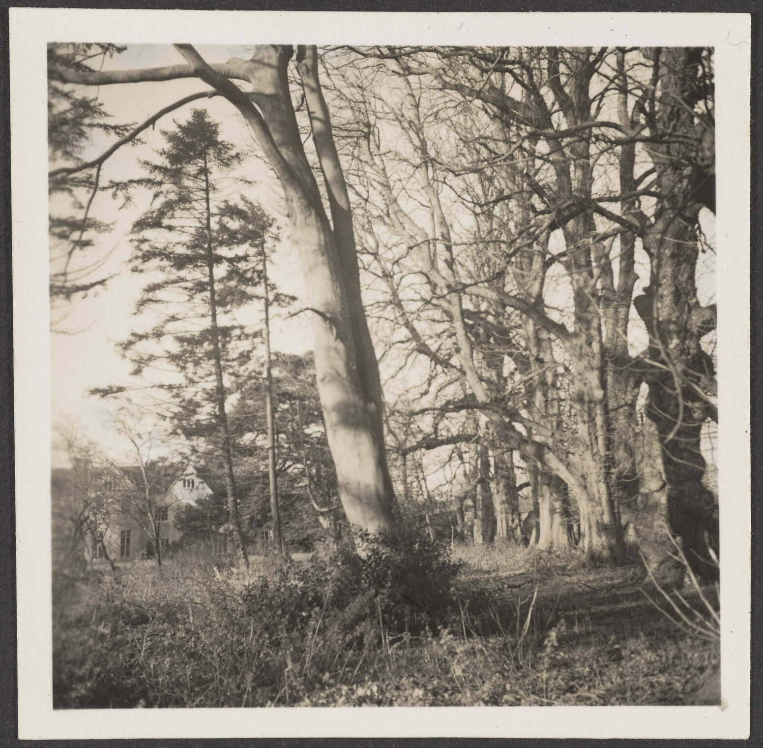 Trees with building to the left [Abbey School]