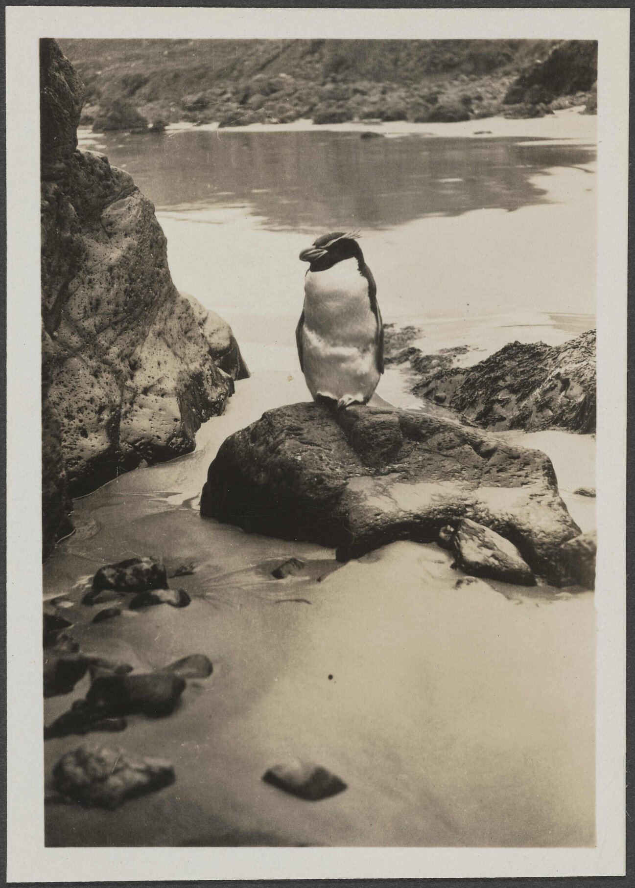Penguin - Little Papanui