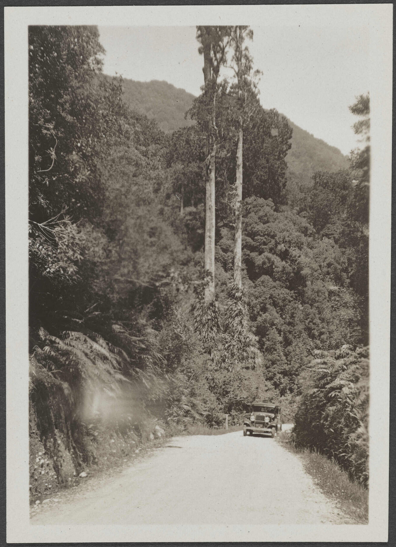Waiho Road
