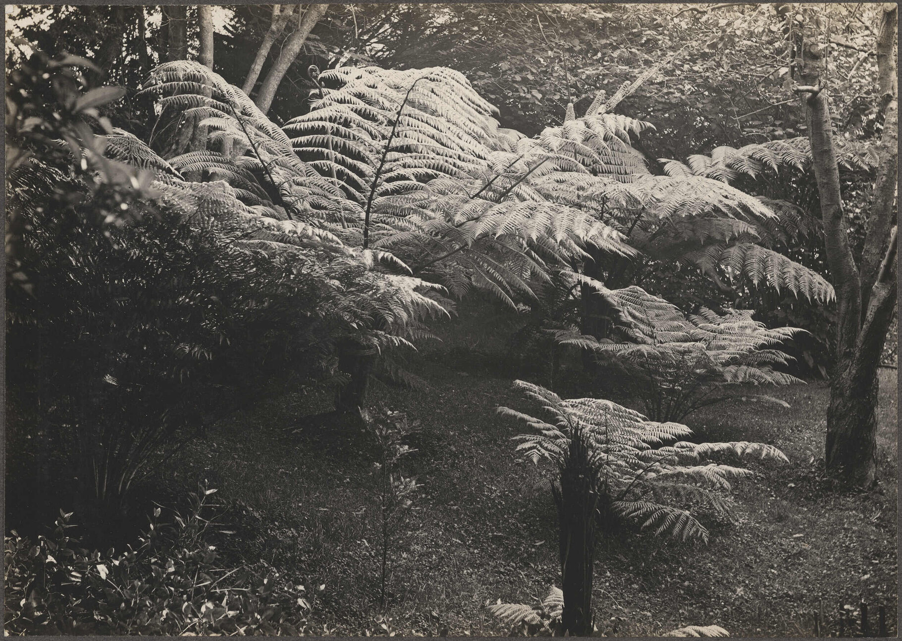 Ferns in Manono garden